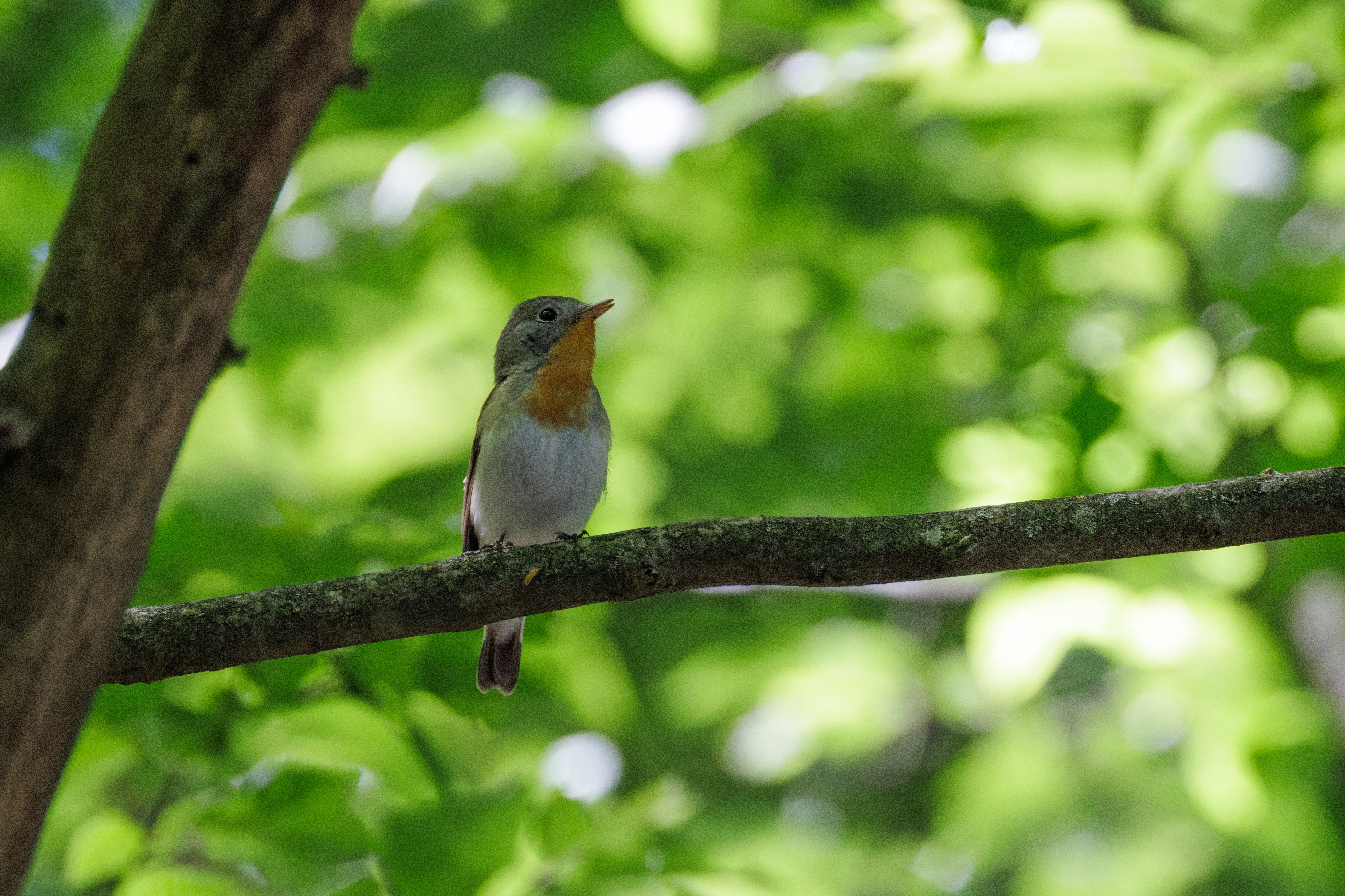 Red-breasted Flycatcher, Romanian Steppe, Romania — photo by Orlando Prugel-Bennett