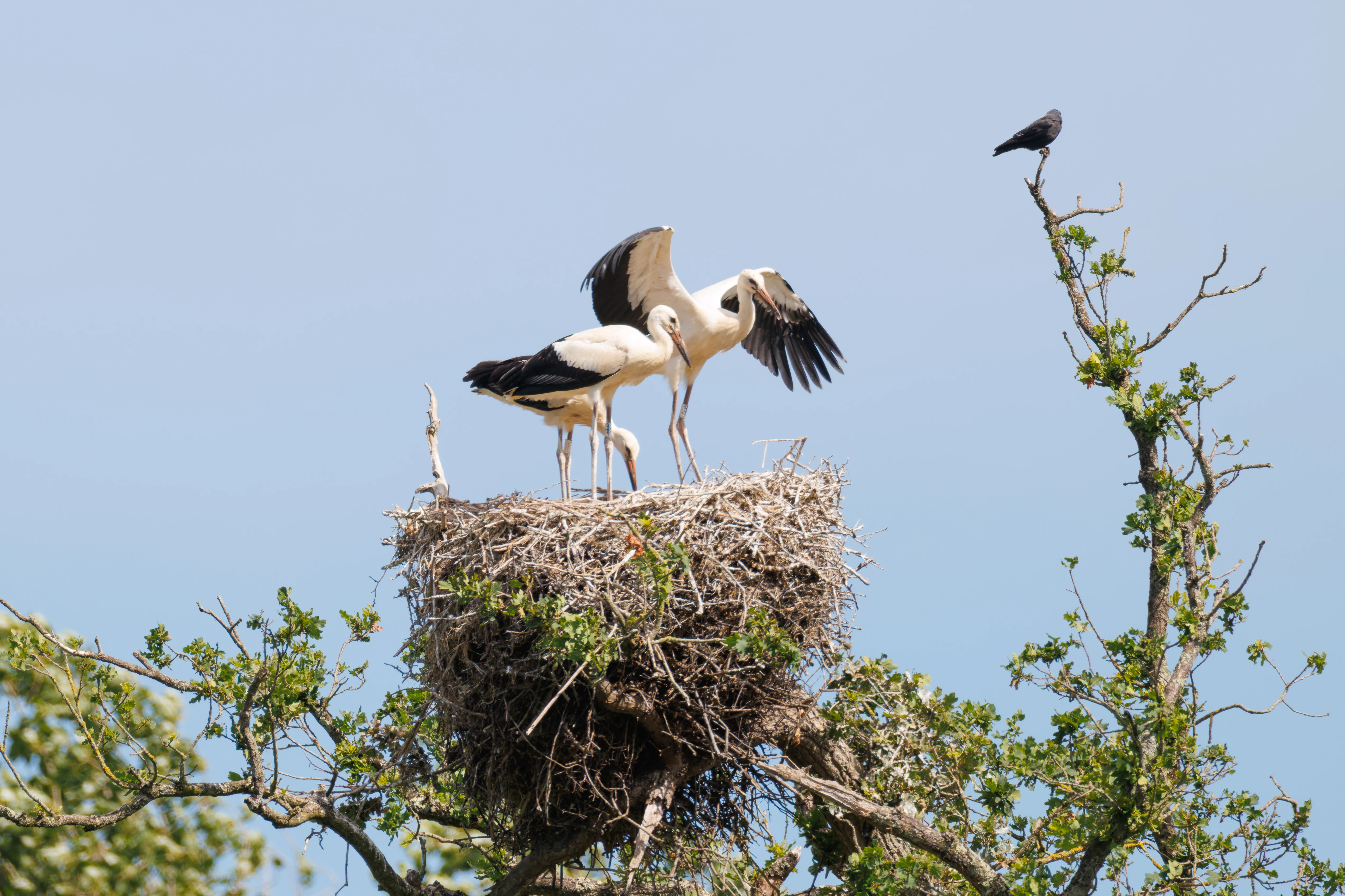 White Storks and Jackdaw, Knepp, West Sussex, UK — photo by Orlando Prugel-Bennett