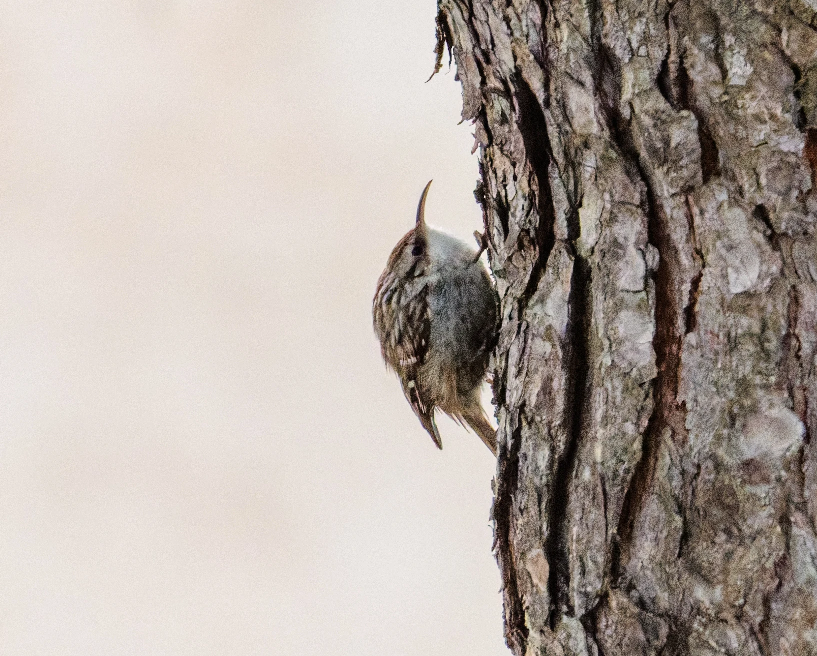 Short-toed Treecreeper, Maigmo, Alicante, Spain — photo by Orlando Prugel-Bennett
