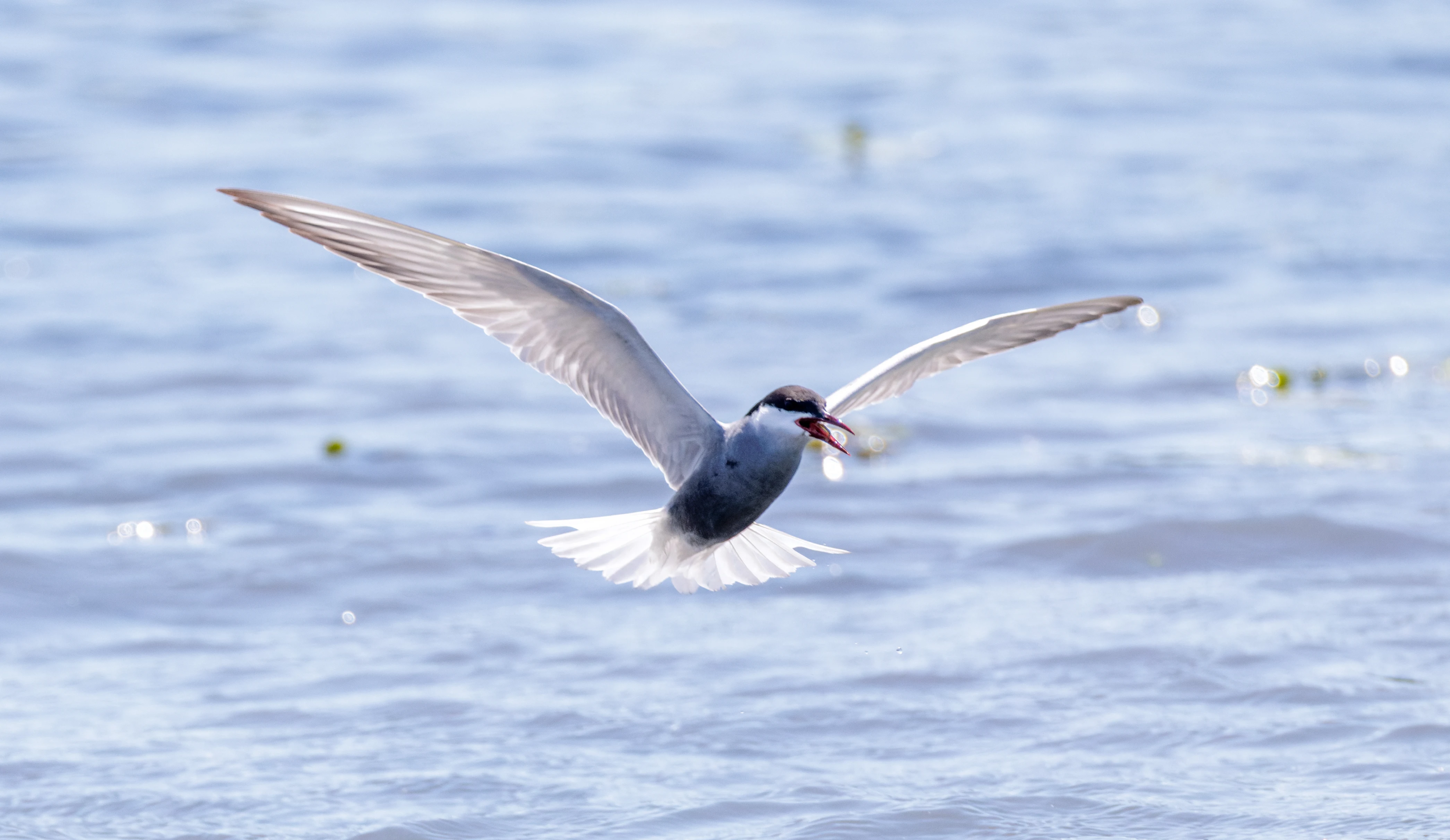 Whiskered Tern, Danube Delta, Romania — photo by Orlando Prugel-Bennett