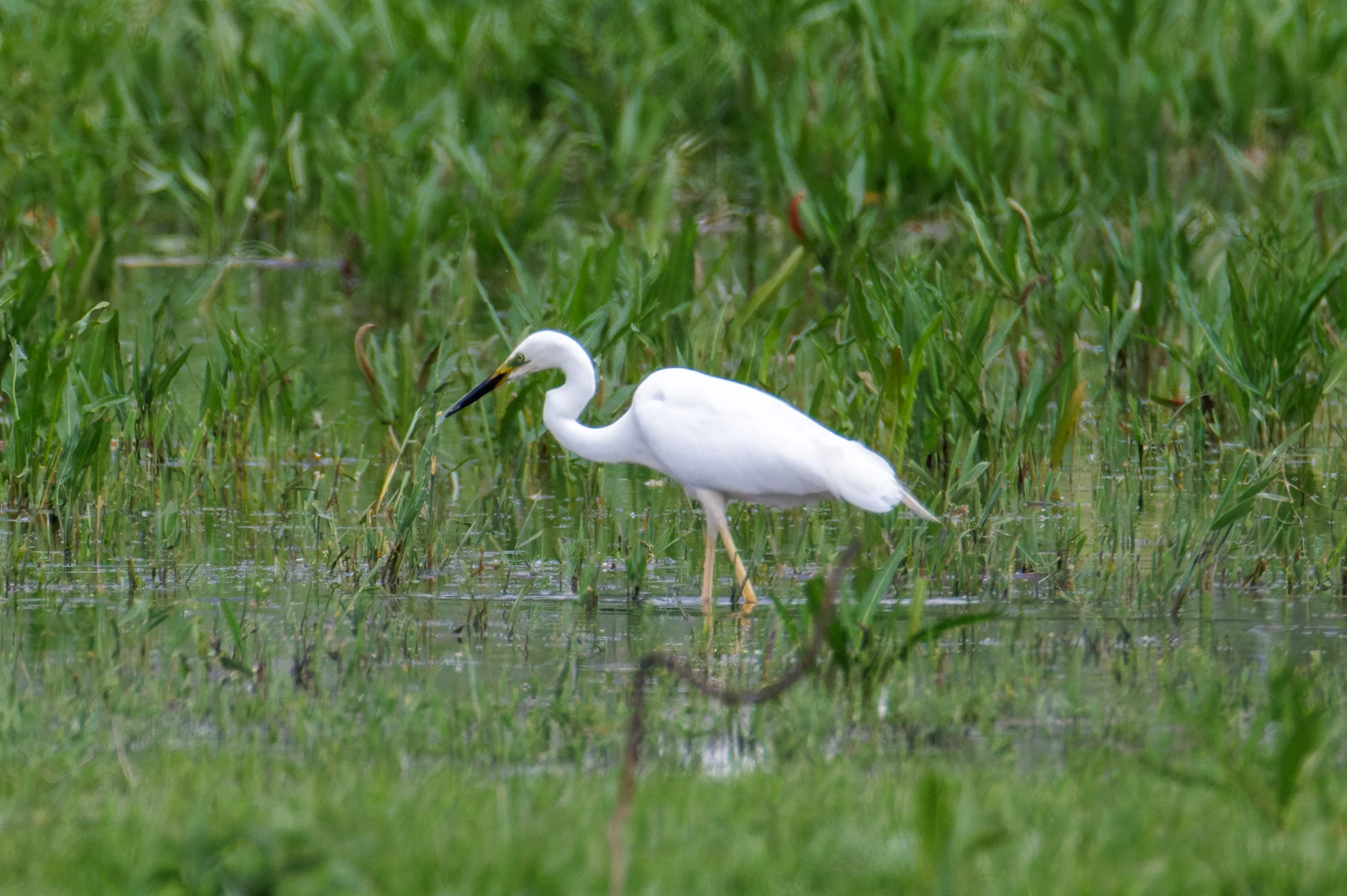 Little Egret, Romania — photo by Orlando Prugel-Bennett