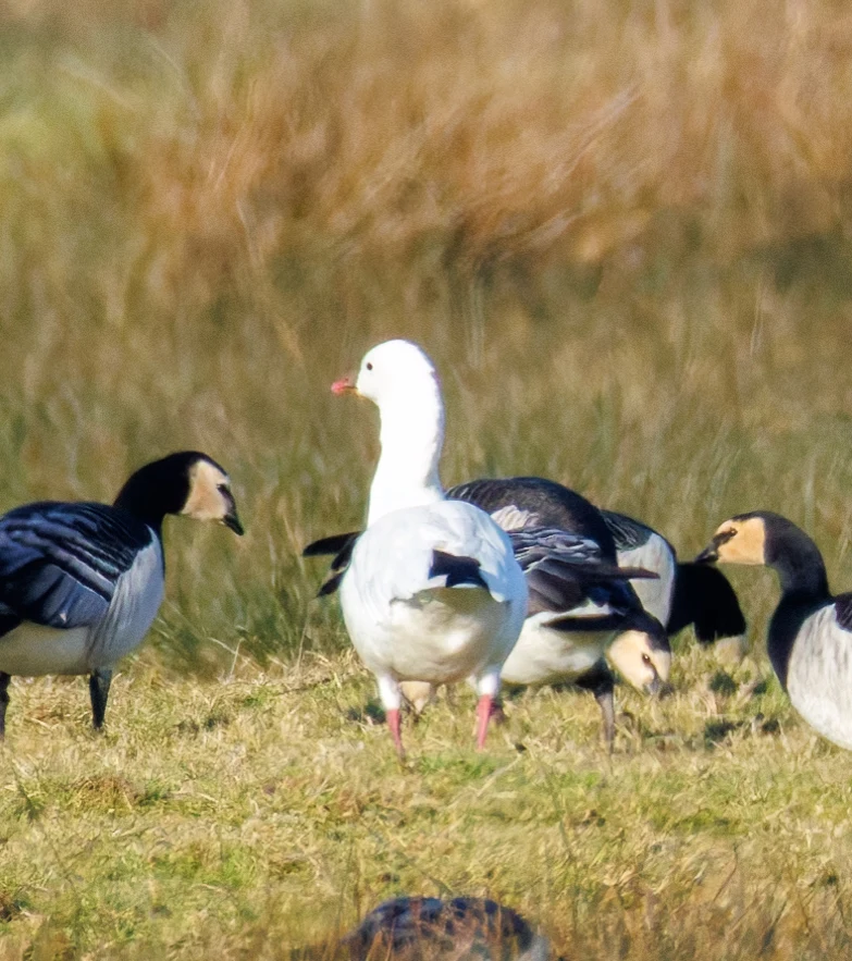 Ross's Goose and Barnacle Geese, Netherlands — photo by Orlando Prugel-Bennett
