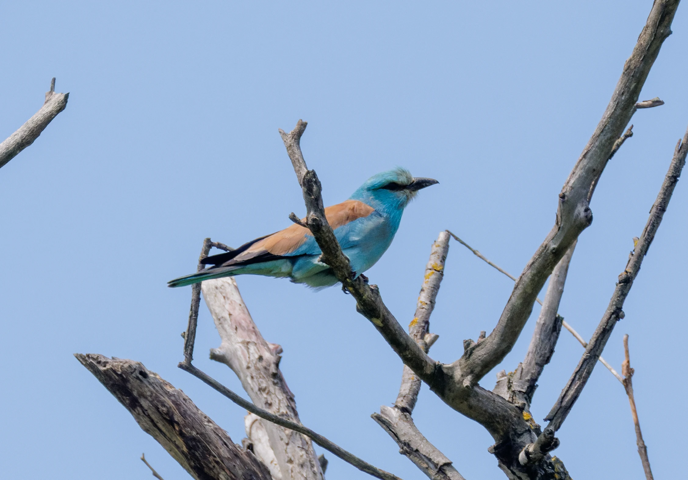 European Roller, Danube Delta, Romania — photo by Orlando Prugel-Bennett