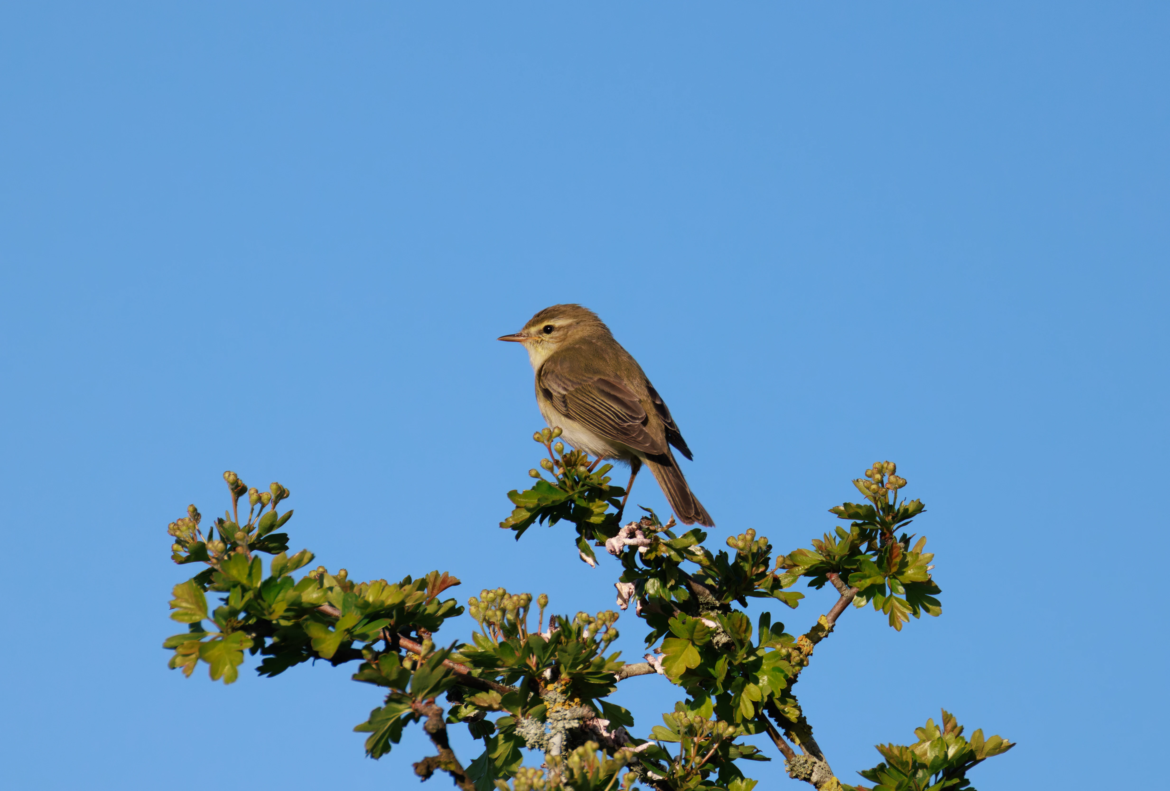 Willow Warbler, Pig Bush, Hampshire, UK — photo by Orlando Prugel-Bennett