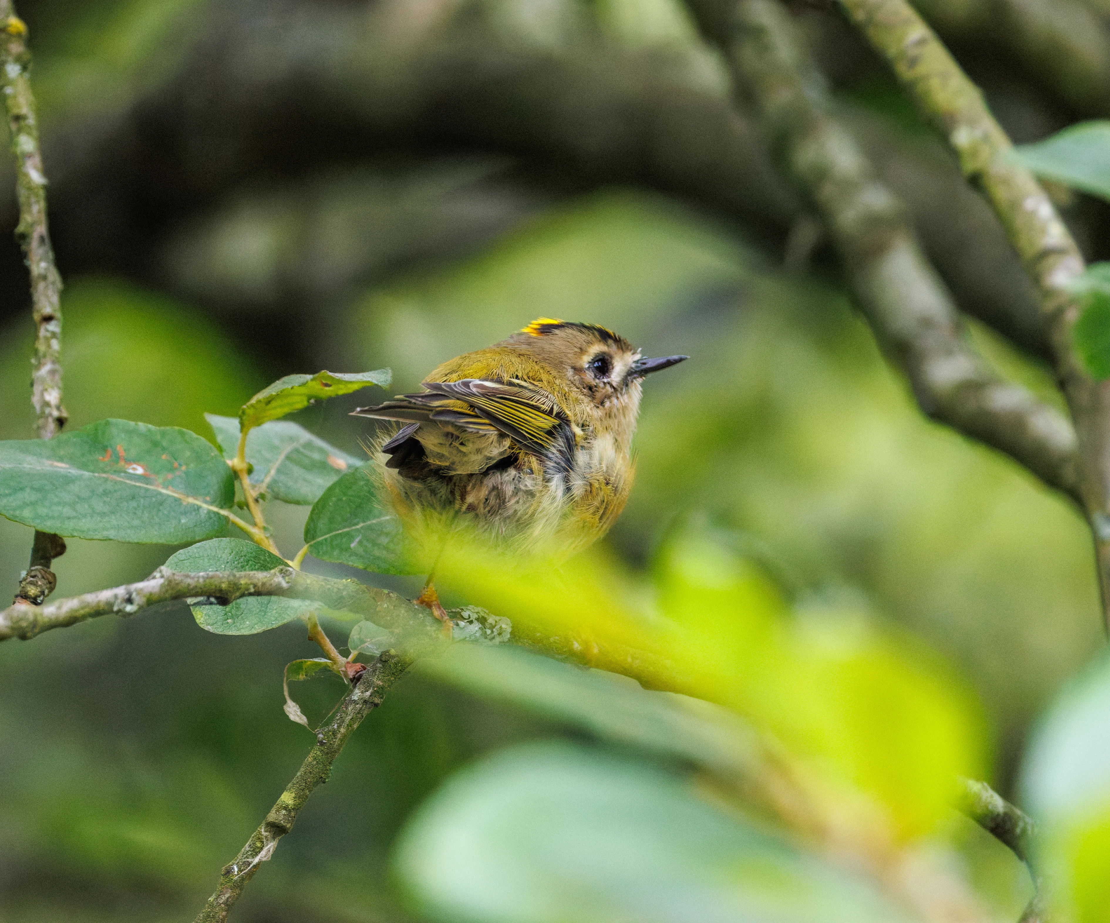 Goldcrest, Fishlake Meadows, Romsey, Hampshire, UK — photo by Orlando Prugel-Bennett