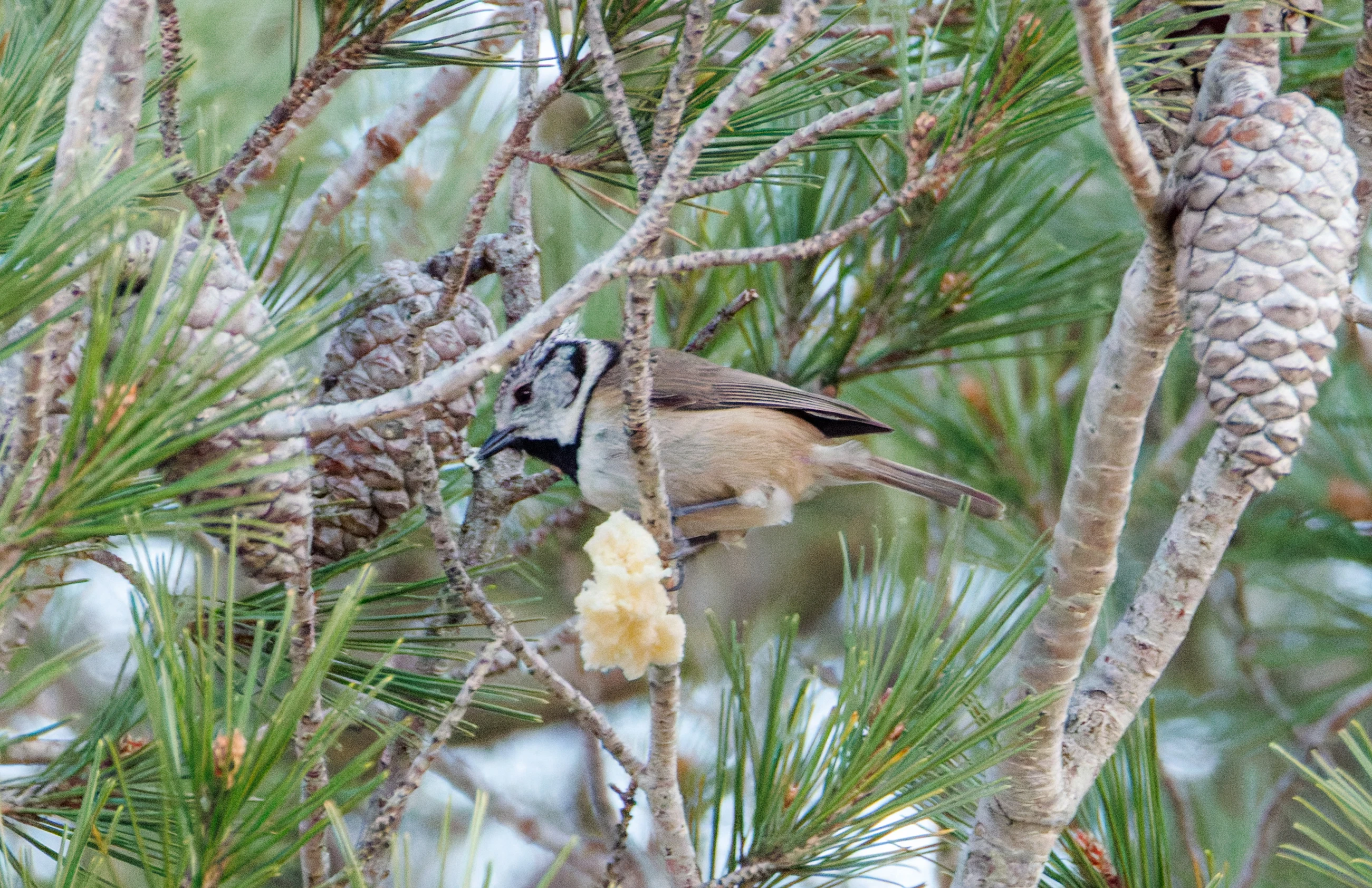 Crested Tit, Maigmo, Alicante, Spain — photo by Orlando Prugel-Bennett