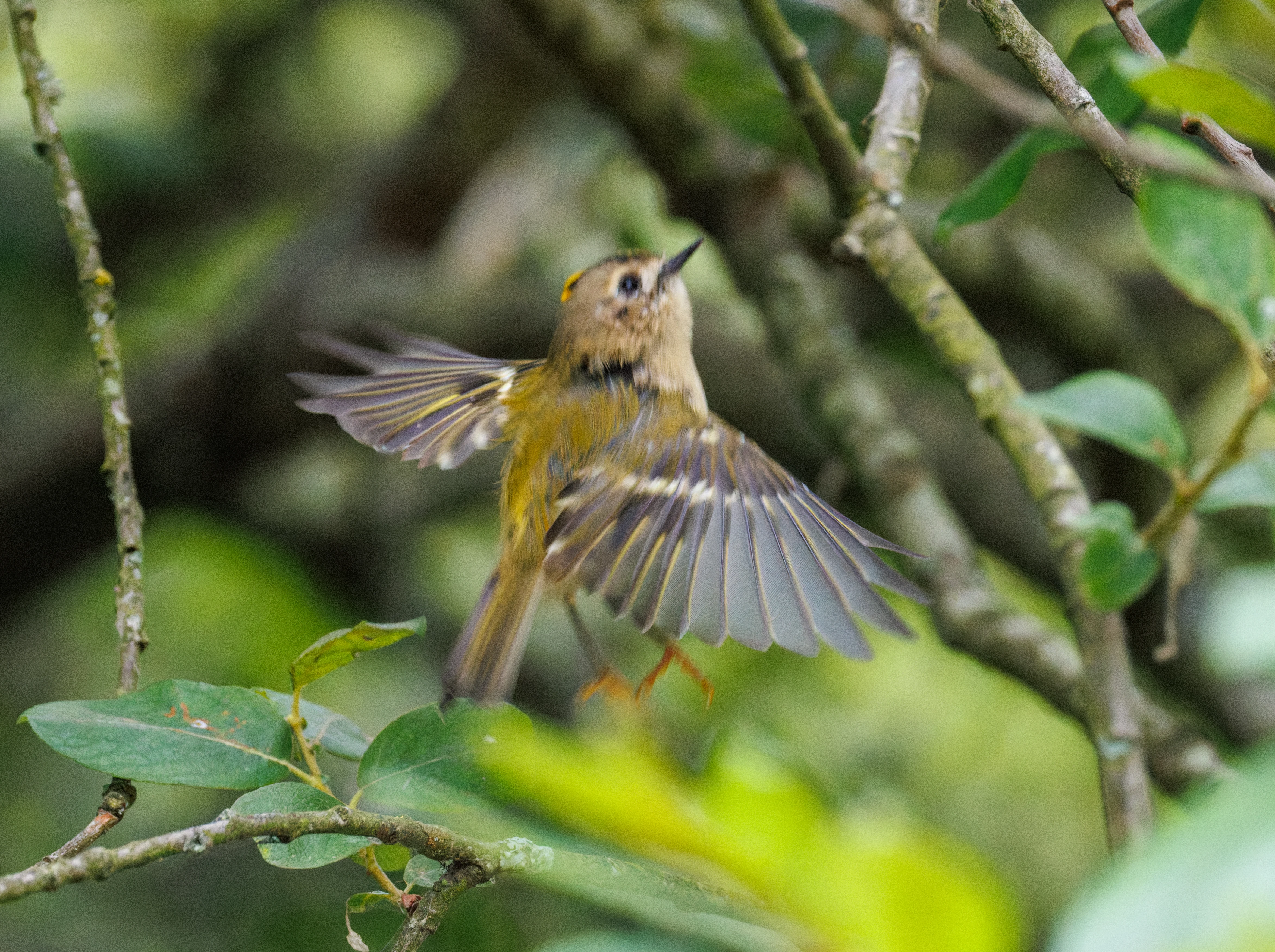 Goldcrest, Fishlake Meadows, Romsey, Hampshire, UK — photo by Orlando Prugel-Bennett