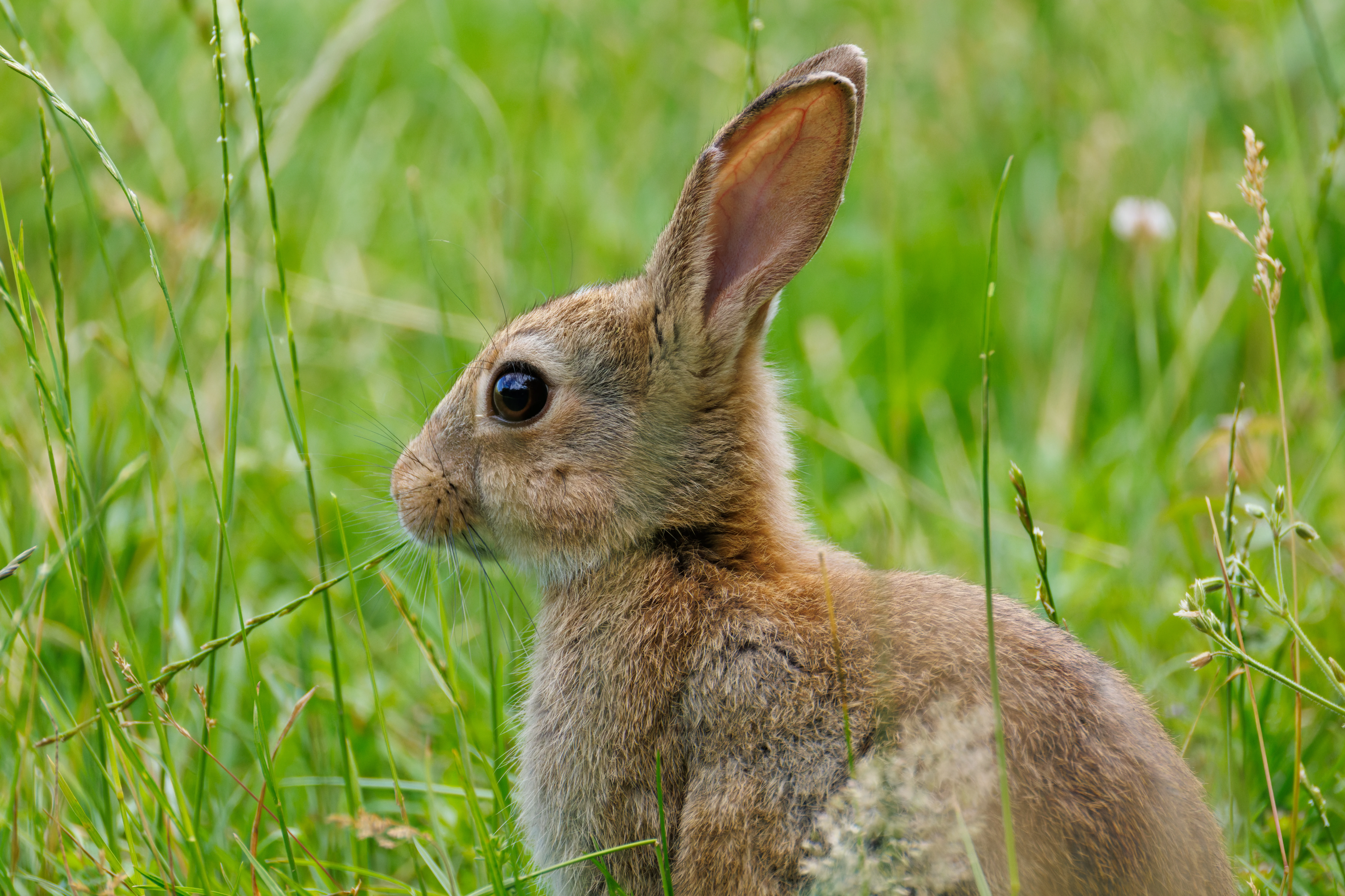 European Rabbit, Knepp, West Sussex, UK — photo by Orlando Prugel-Bennett