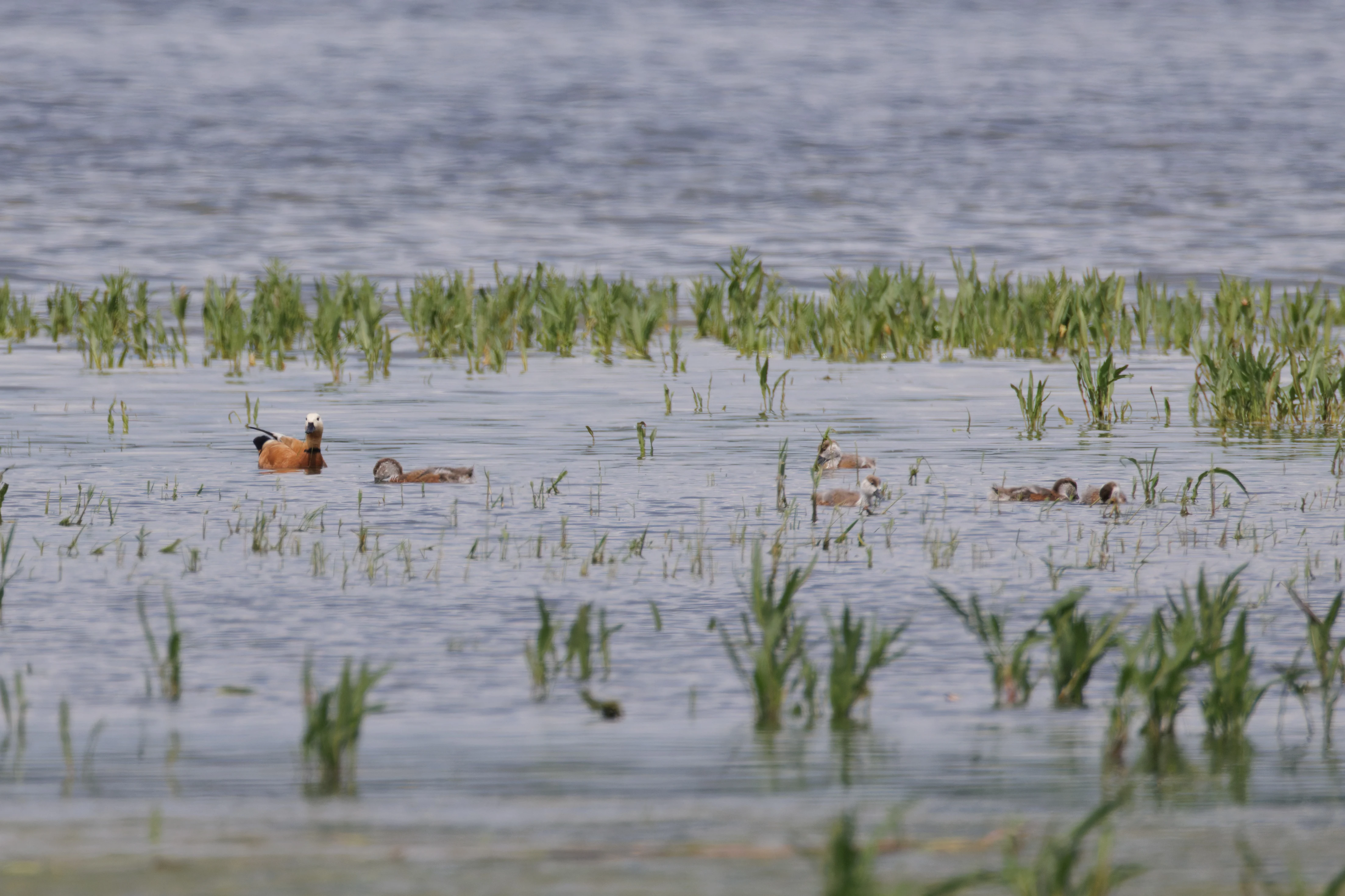 Ruddy Shelduck, Romania — photo by Orlando Prugel-Bennett