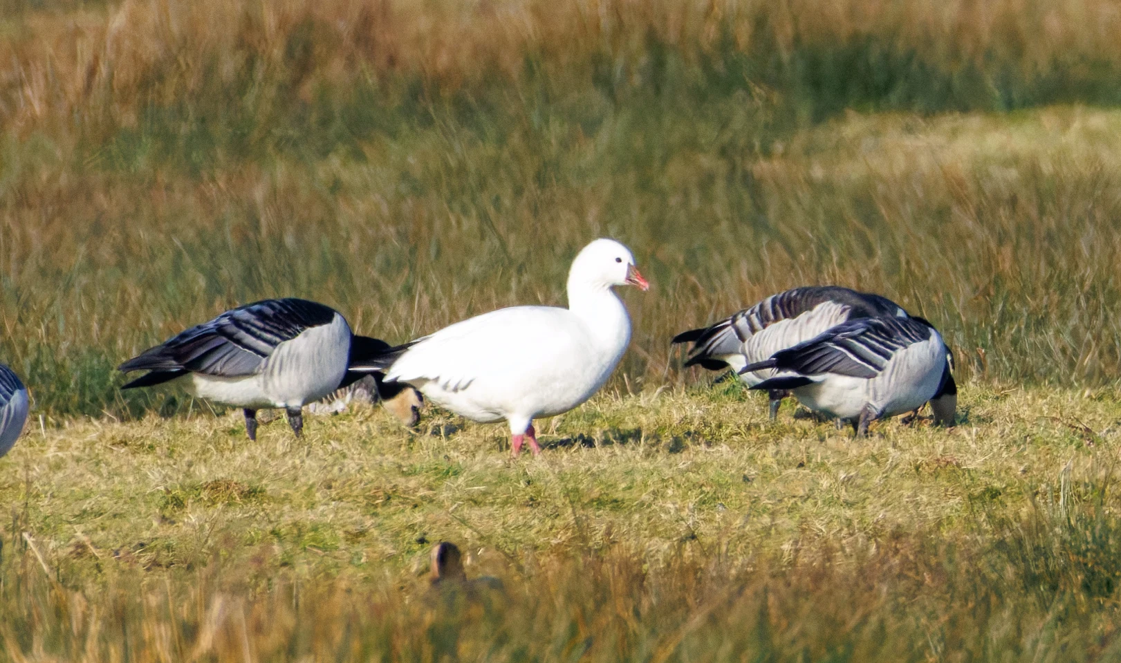 Ross's Goose and Barnacle Geese, Netherlands — photo by Orlando Prugel-Bennett
