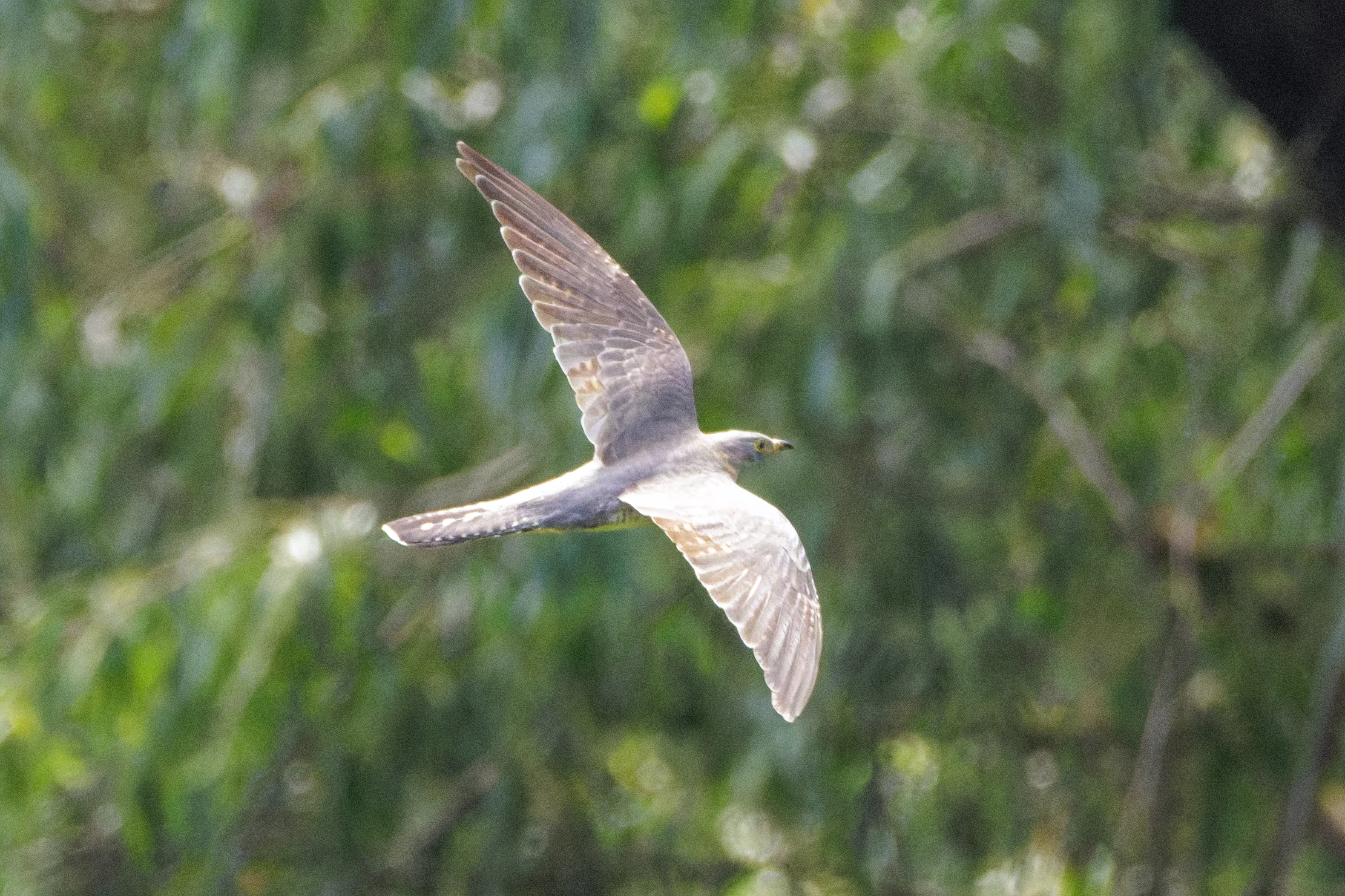 Common Cuckoo, Danube Delta, Romania — photo by Orlando Prugel-Bennett
