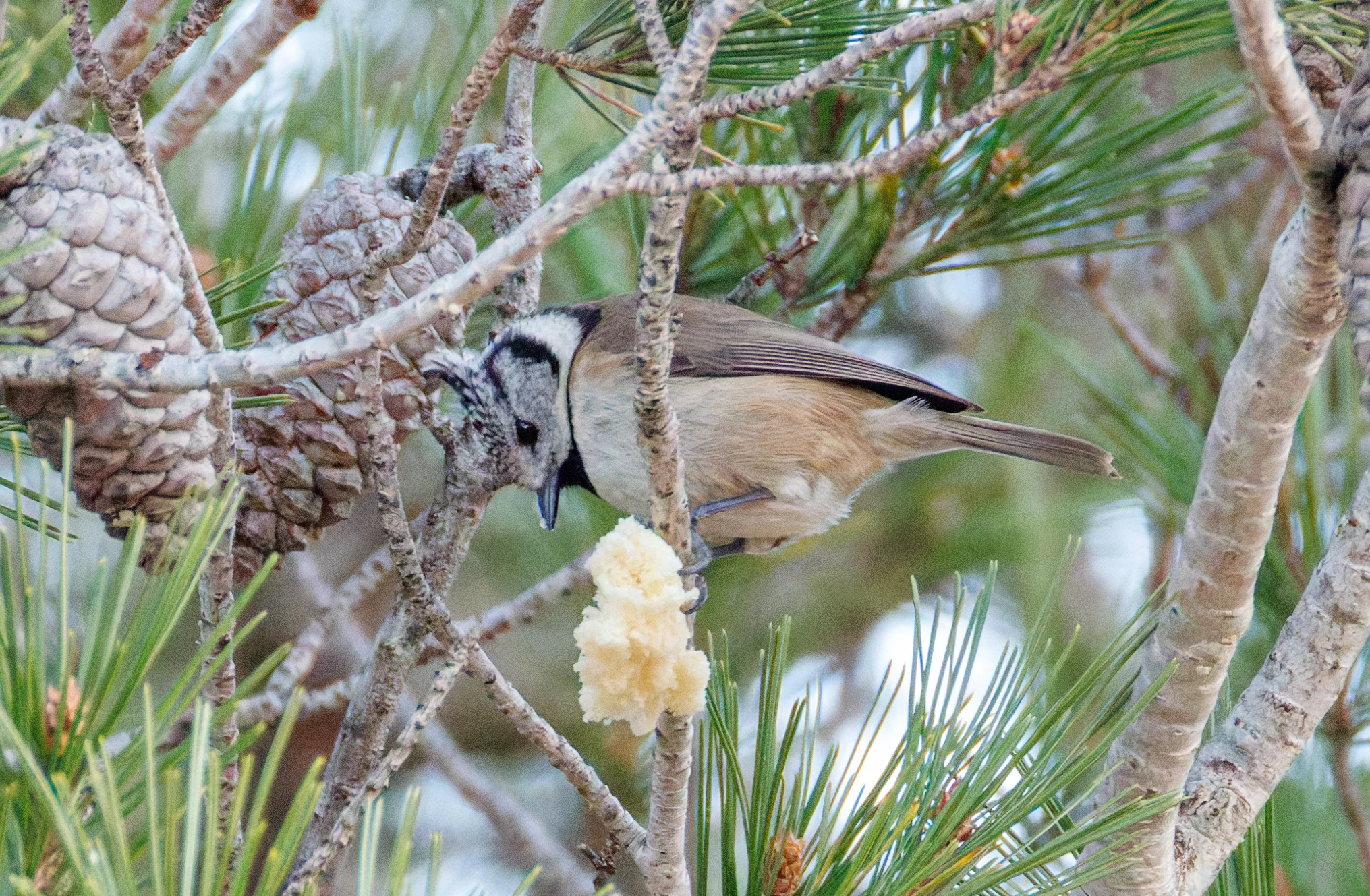 Crested Tit, Maigmo, Alicante, Spain — photo by Orlando Prugel-Bennett