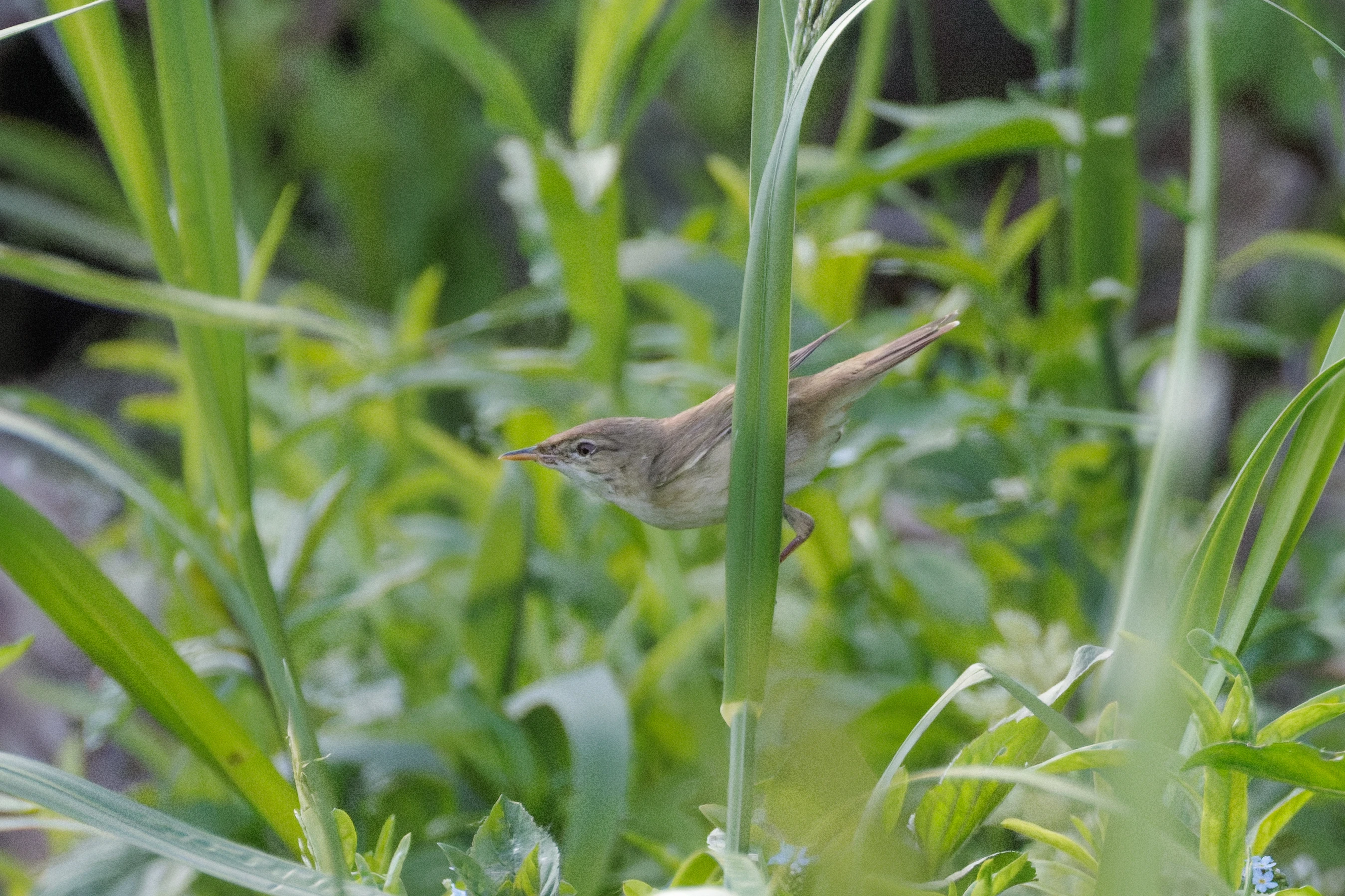 Great Reed Warbler, Danube Delta, Romania — photo by Orlando Prugel-Bennett