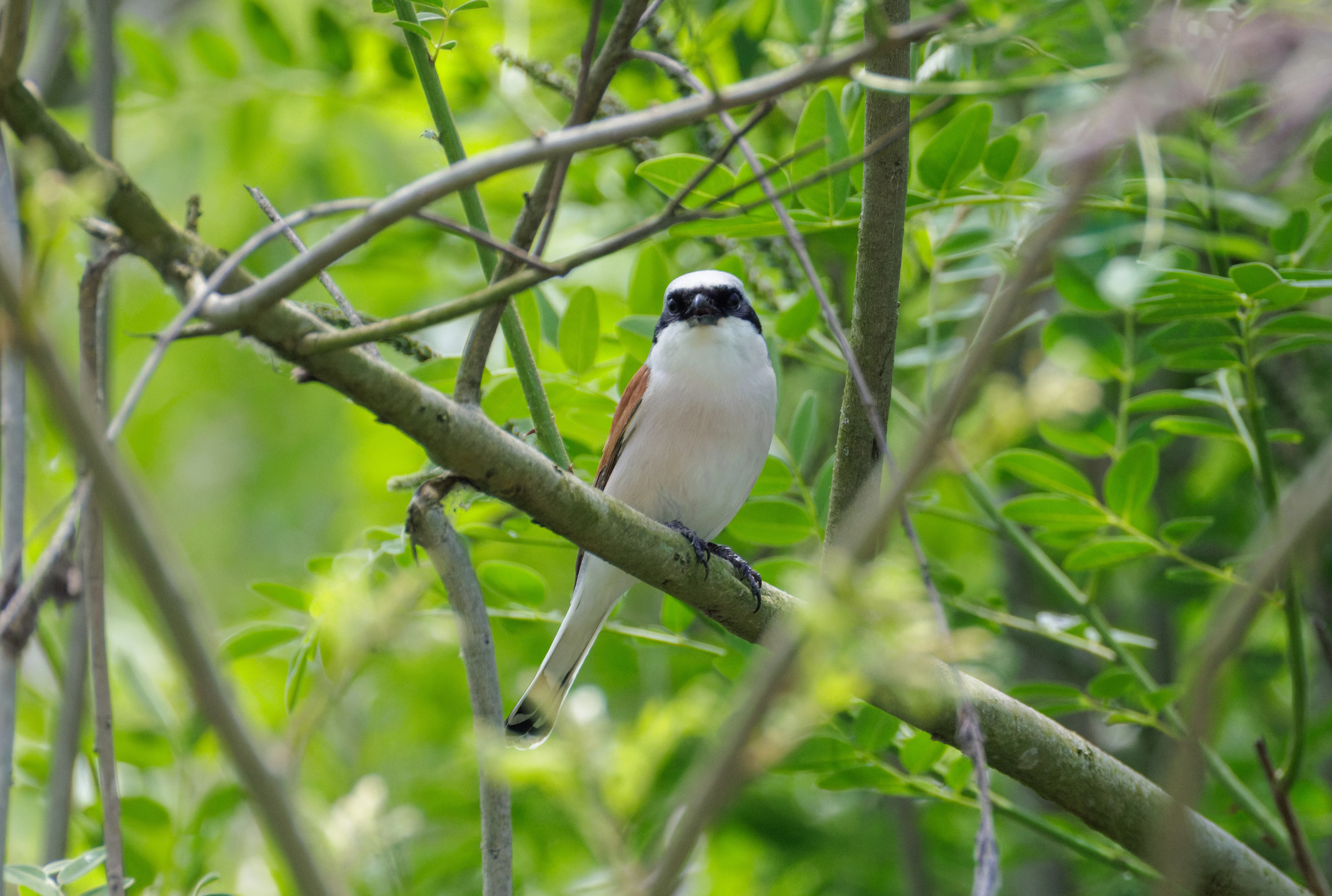 Red-backed Shrike, Danube Delta, Romania — photo by Orlando Prugel-Bennett