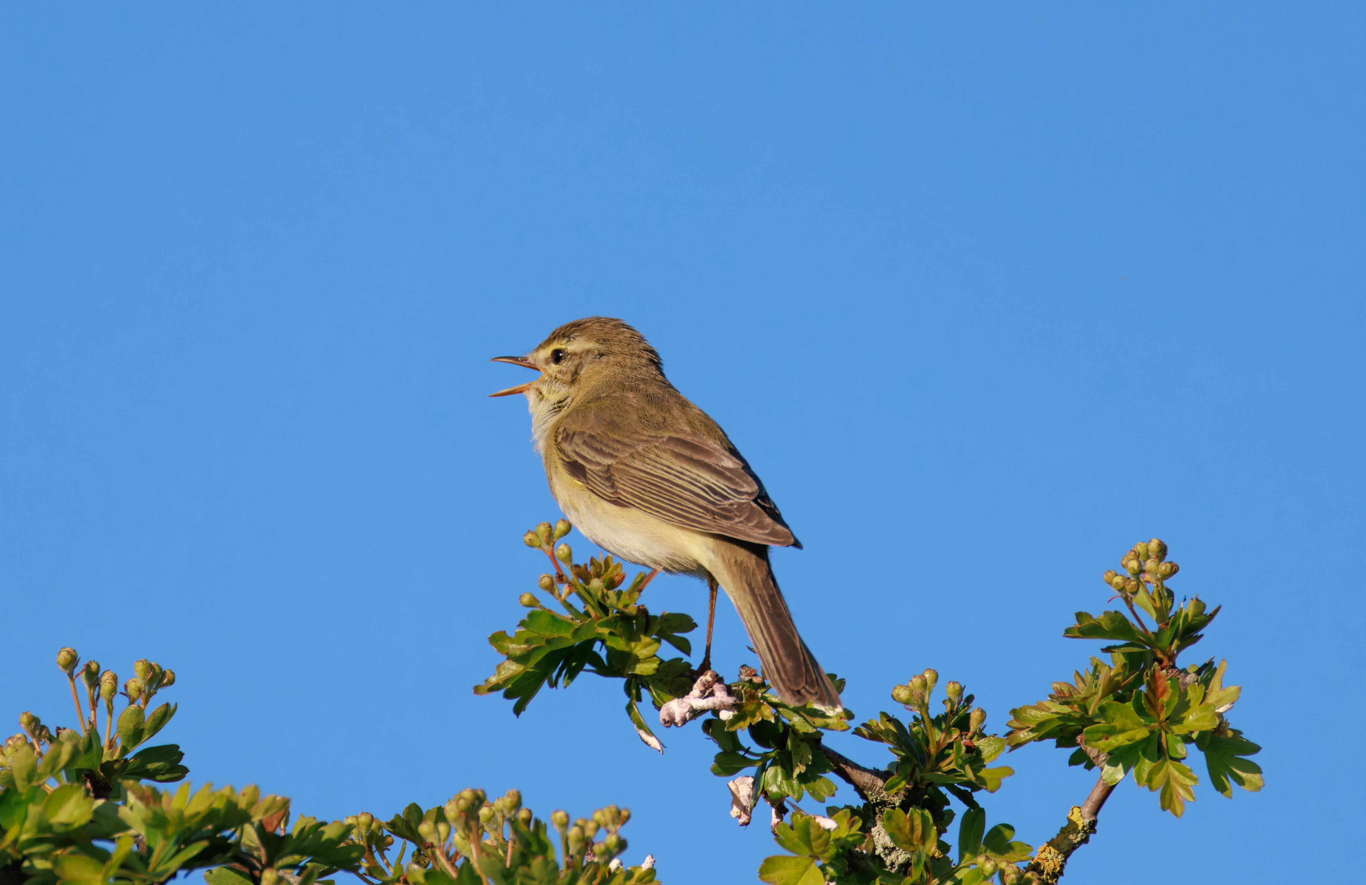 Willow Warbler, Pig Bush, Hampshire, UK — photo by Orlando Prugel-Bennett