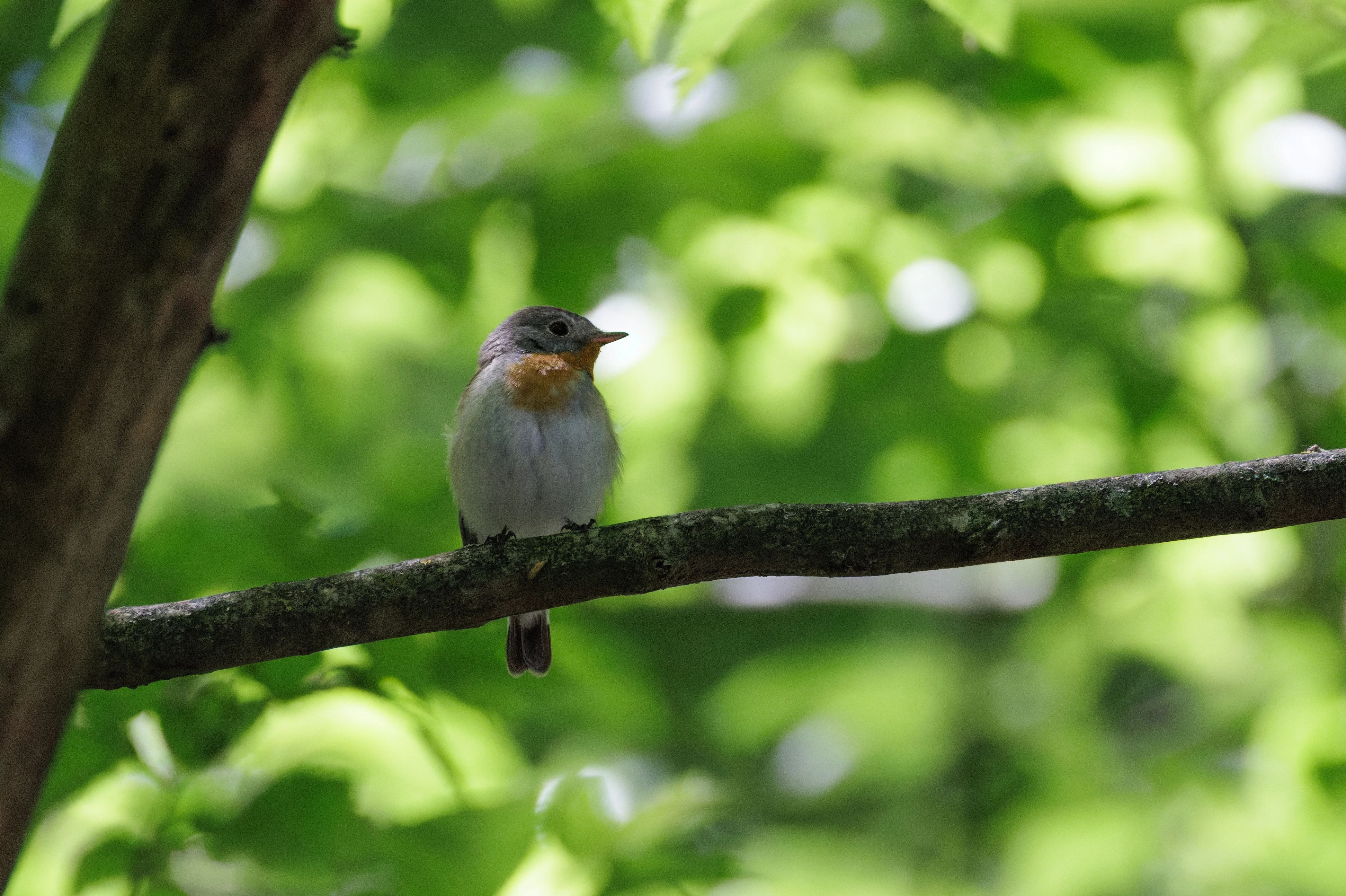 Red-breasted Flycatcher, Romanian Steppe, Romania — photo by Orlando Prugel-Bennett