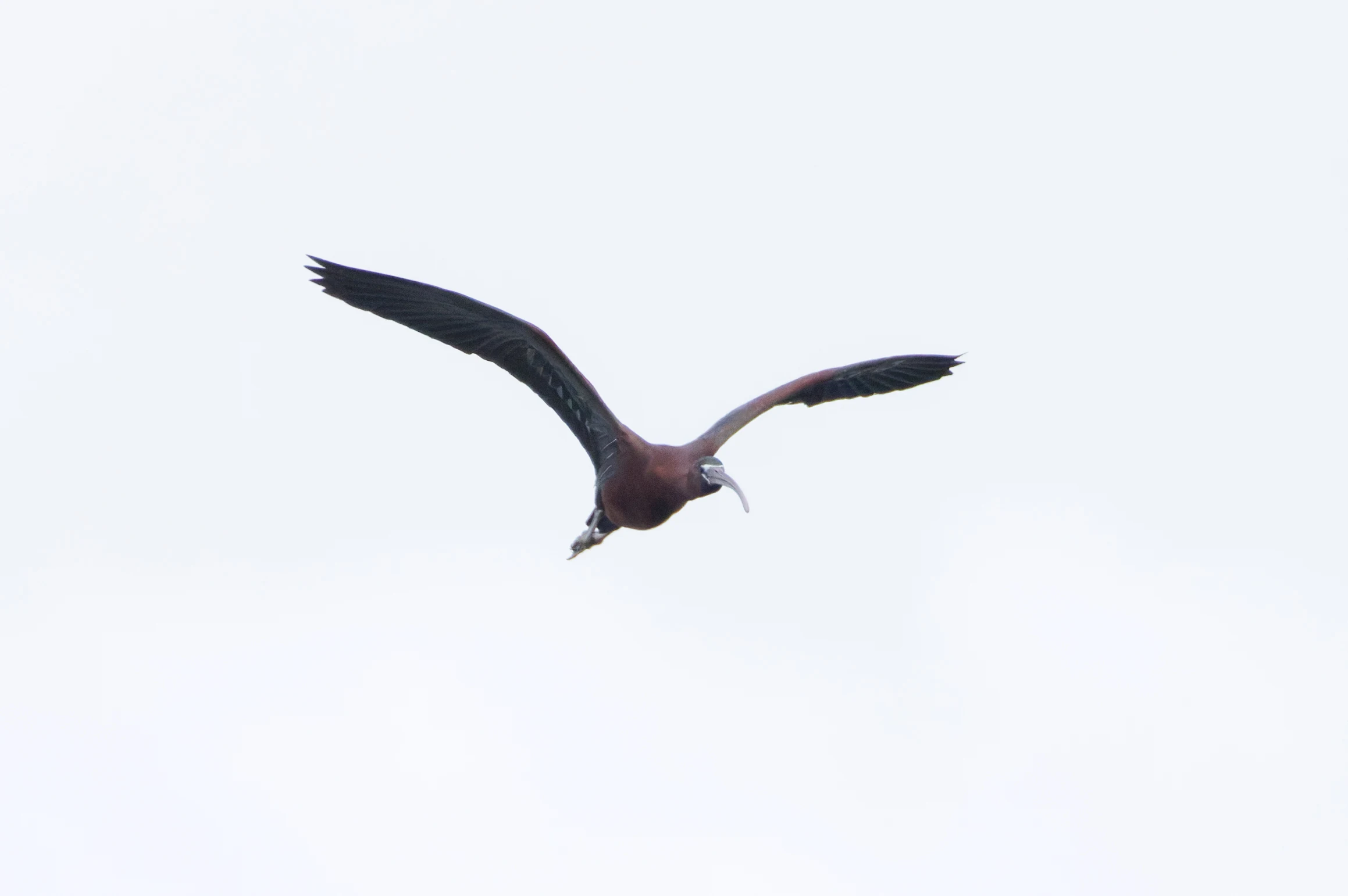Glossy Ibis, Romania — photo by Orlando Prugel-Bennett
