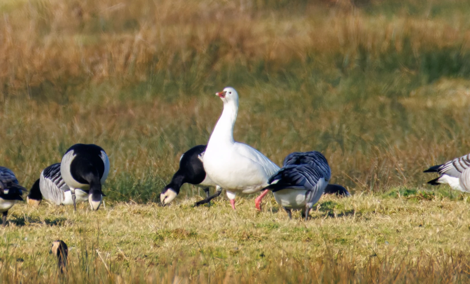 Ross's Goose and Barnacle Geese, Netherlands — photo by Orlando Prugel-Bennett