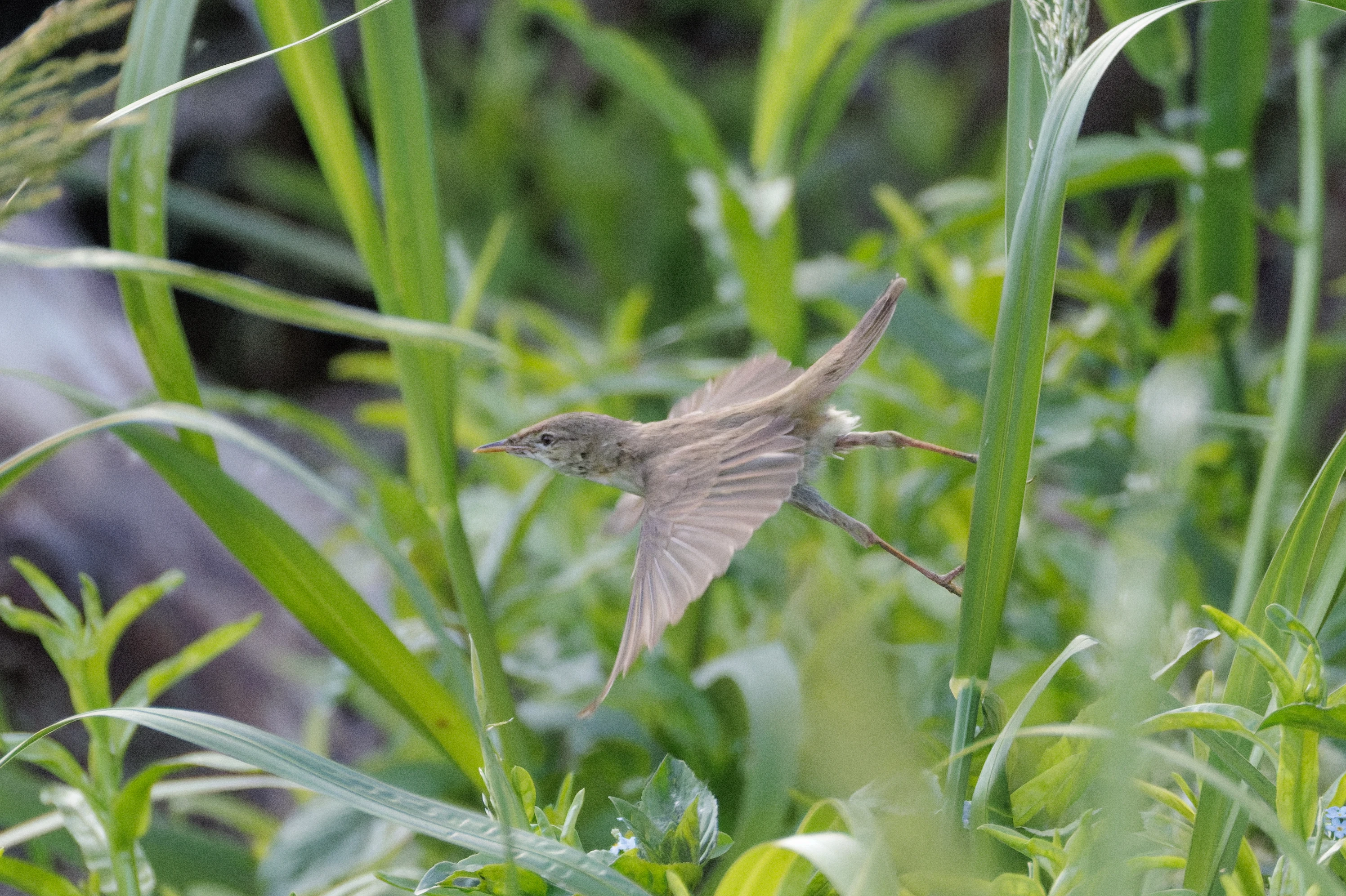 Great Reed Warbler, Danube Delta, Romania — photo by Orlando Prugel-Bennett