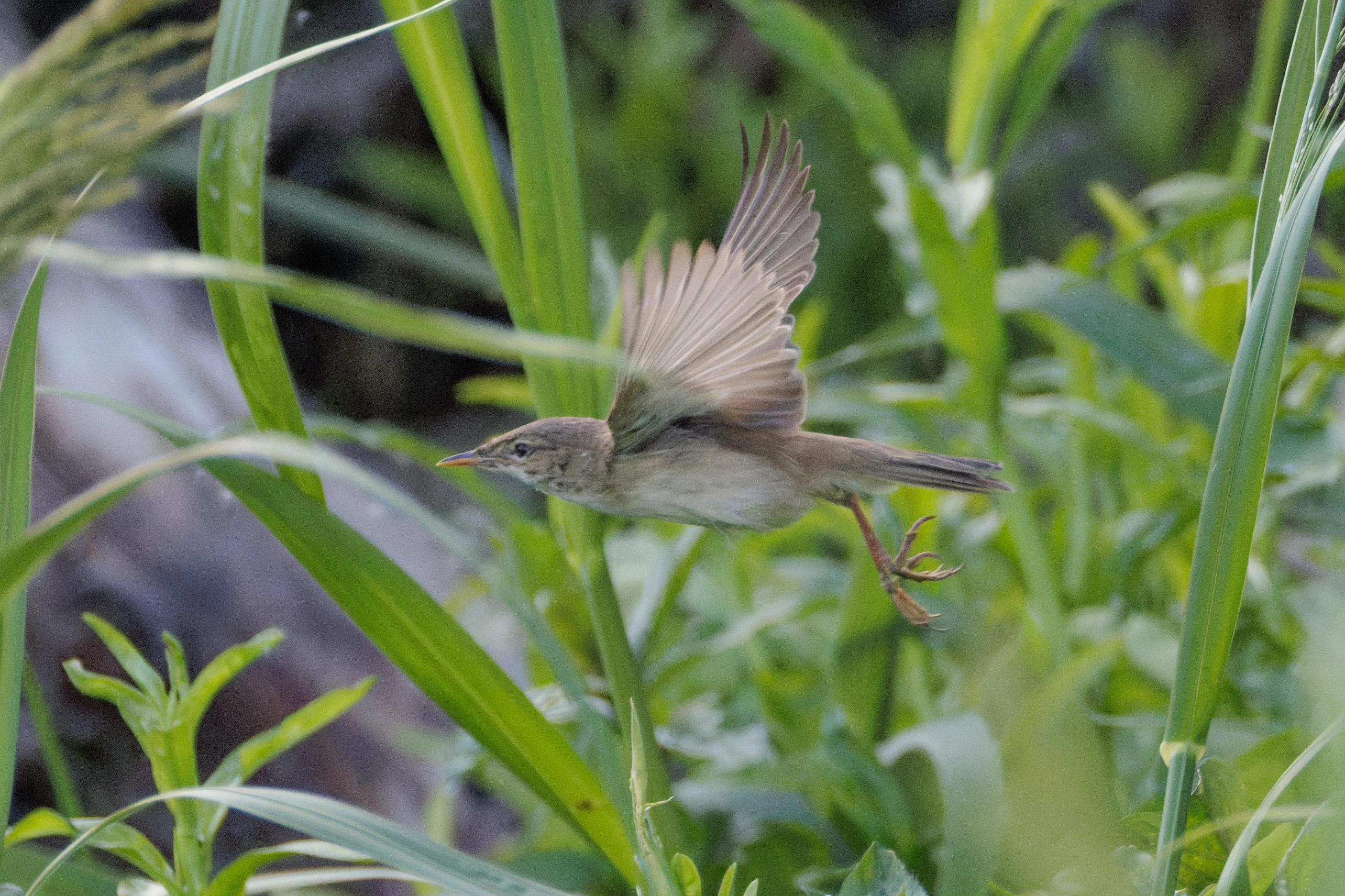 Great Reed Warbler, Danube Delta, Romania — photo by Orlando Prugel-Bennett