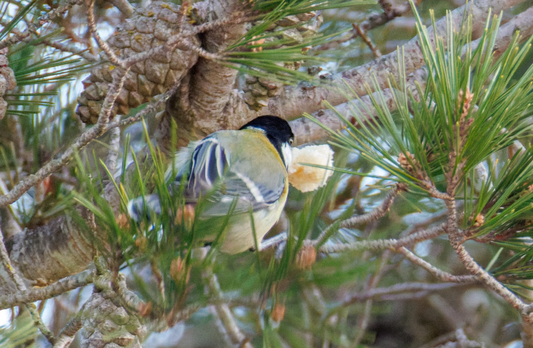 Great Tit, Maigmo, Alicante, Spain — photo by Orlando Prugel-Bennett