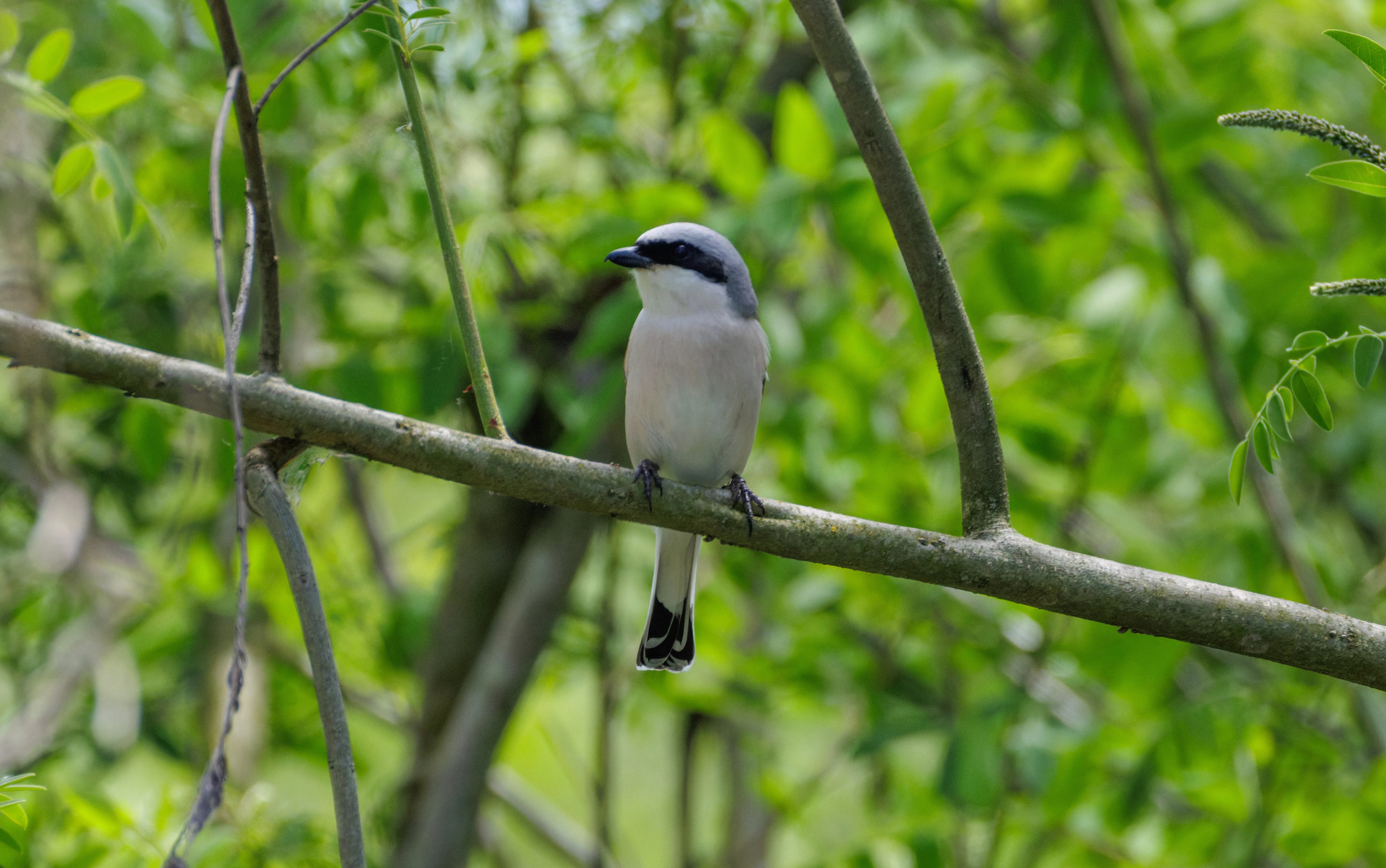 Red-backed Shrike, Danube Delta, Romania — photo by Orlando Prugel-Bennett