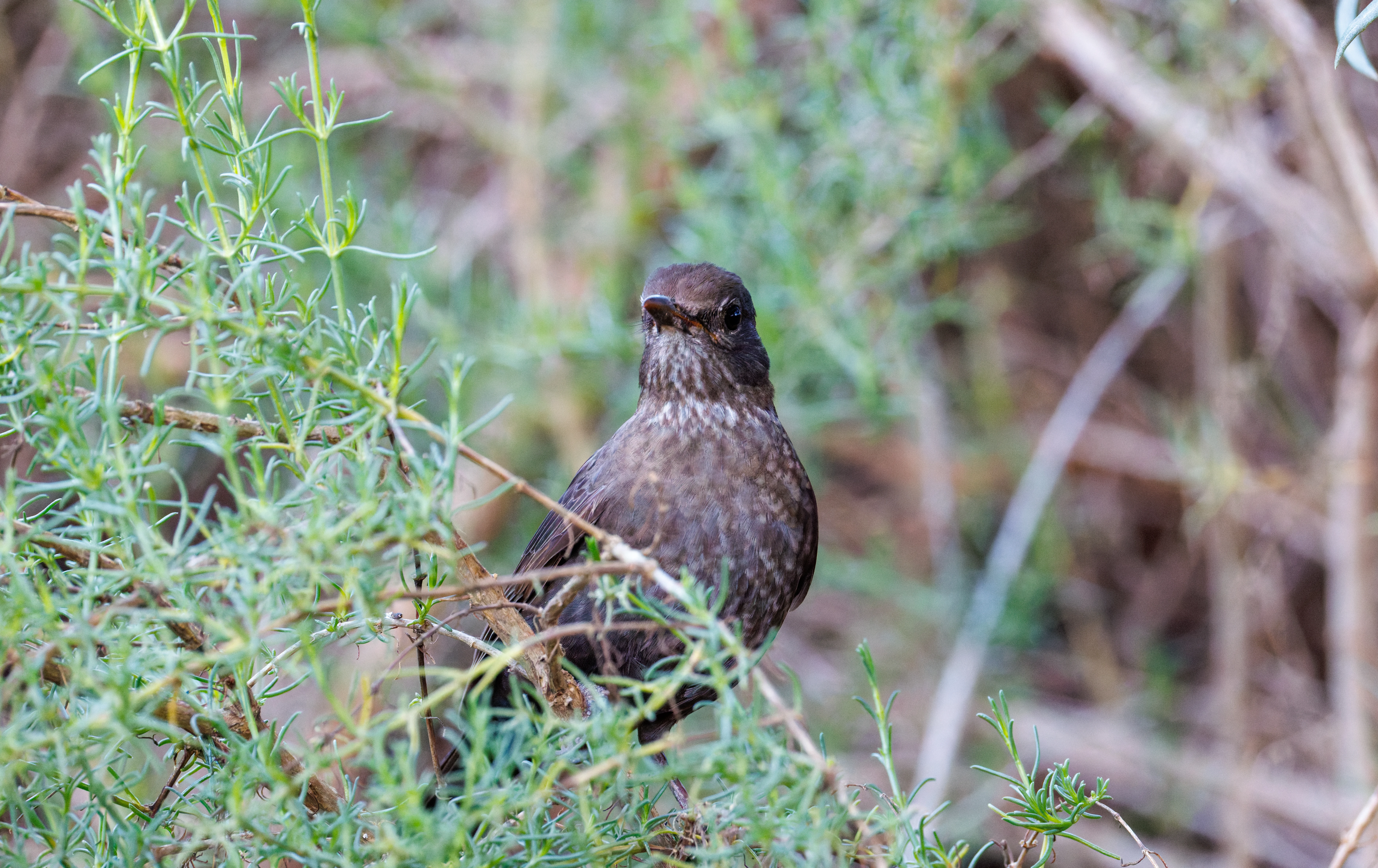Female Blackbird, Clot de Galvany, Alicante, Spain — photo by Orlando Prugel-Bennett