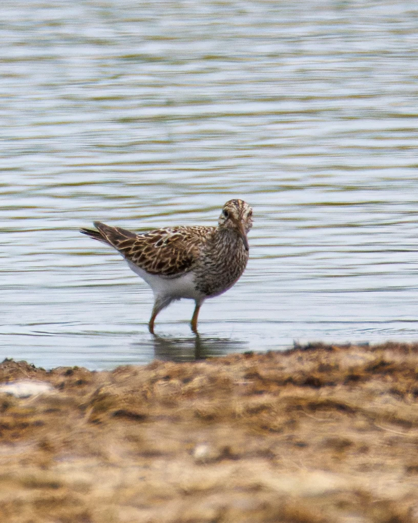Pectoral Sandpiper, Farlington Marshes, Portsmouth, Hampshire, UK — photo by Orlando Prugel-Bennett