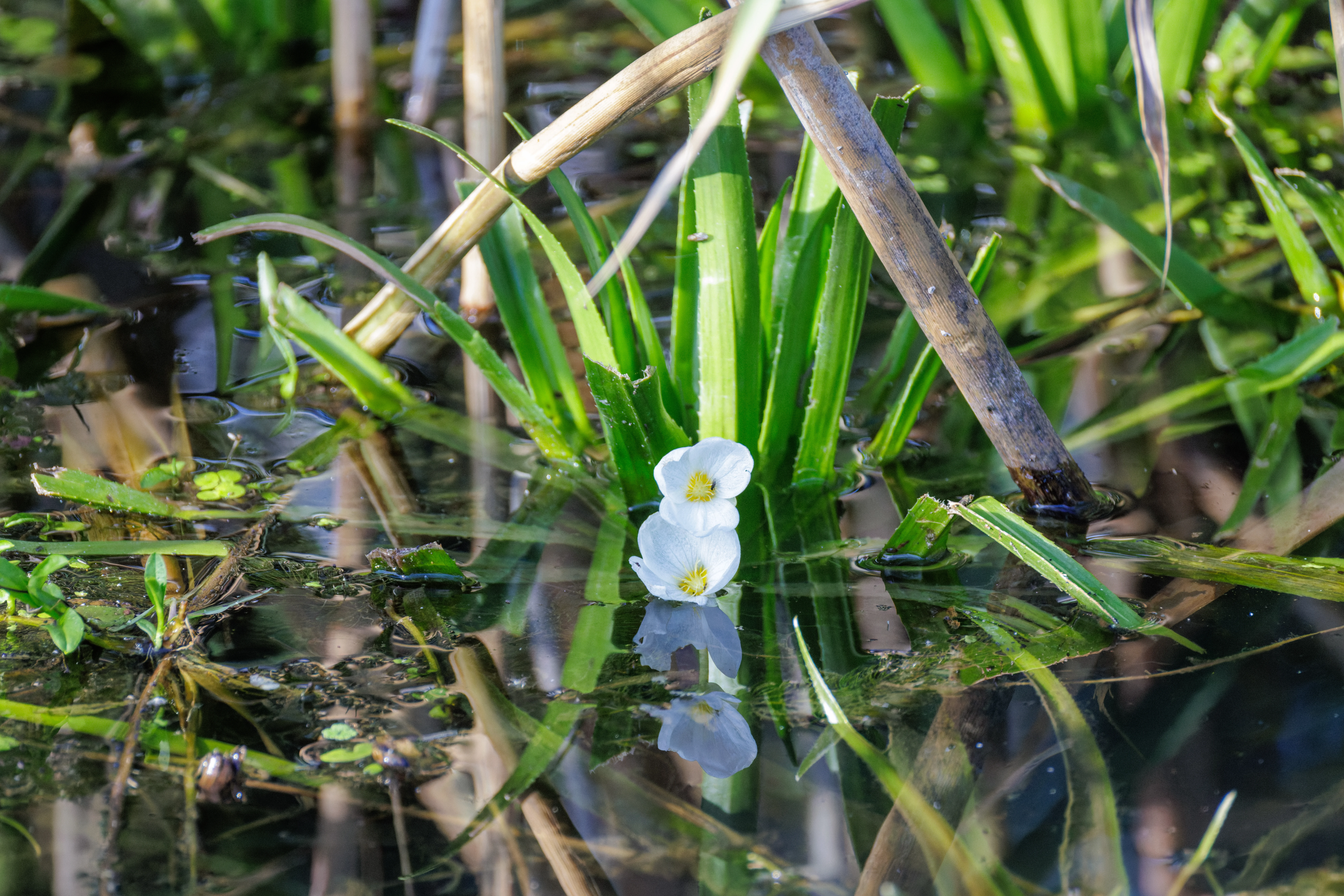 White Water-plantain flower, Danube Delta, Romania — photo by Orlando Prugel-Bennett