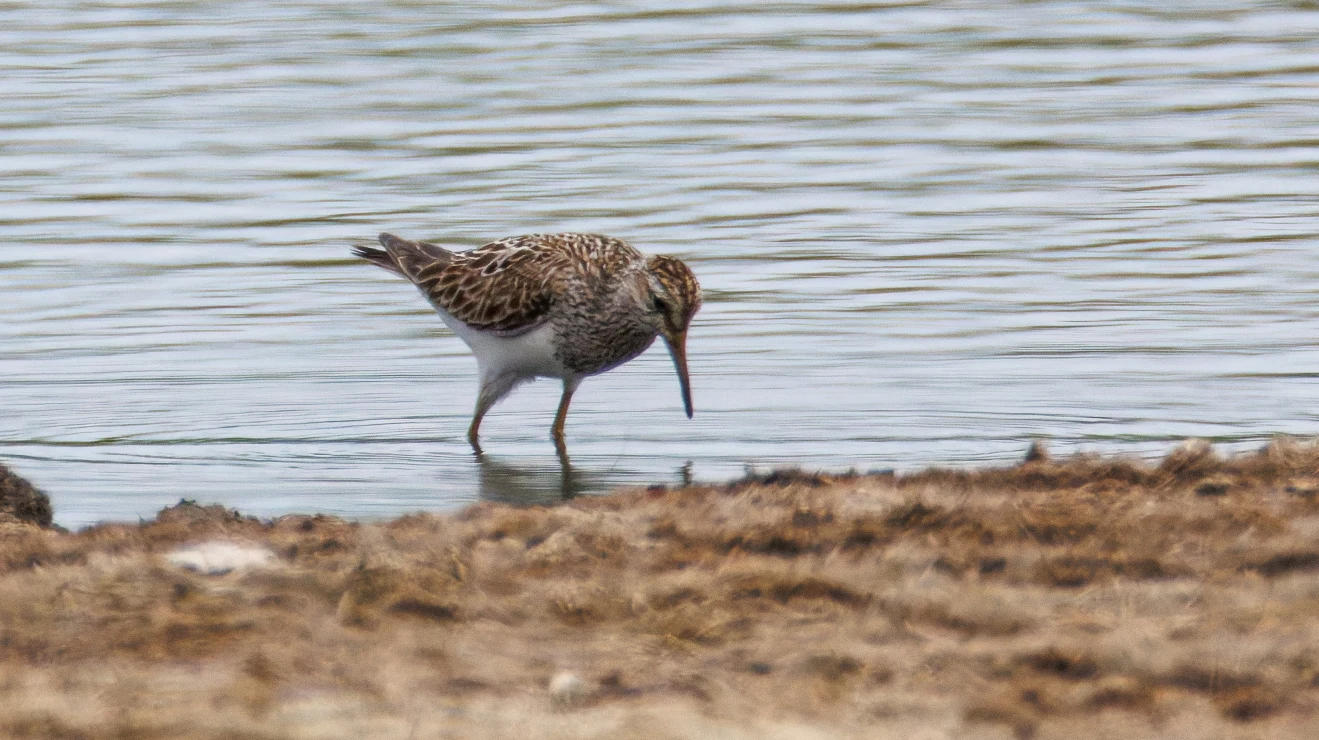 Pectoral Sandpiper, Farlington Marshes, Portsmouth, Hampshire, UK — photo by Orlando Prugel-Bennett