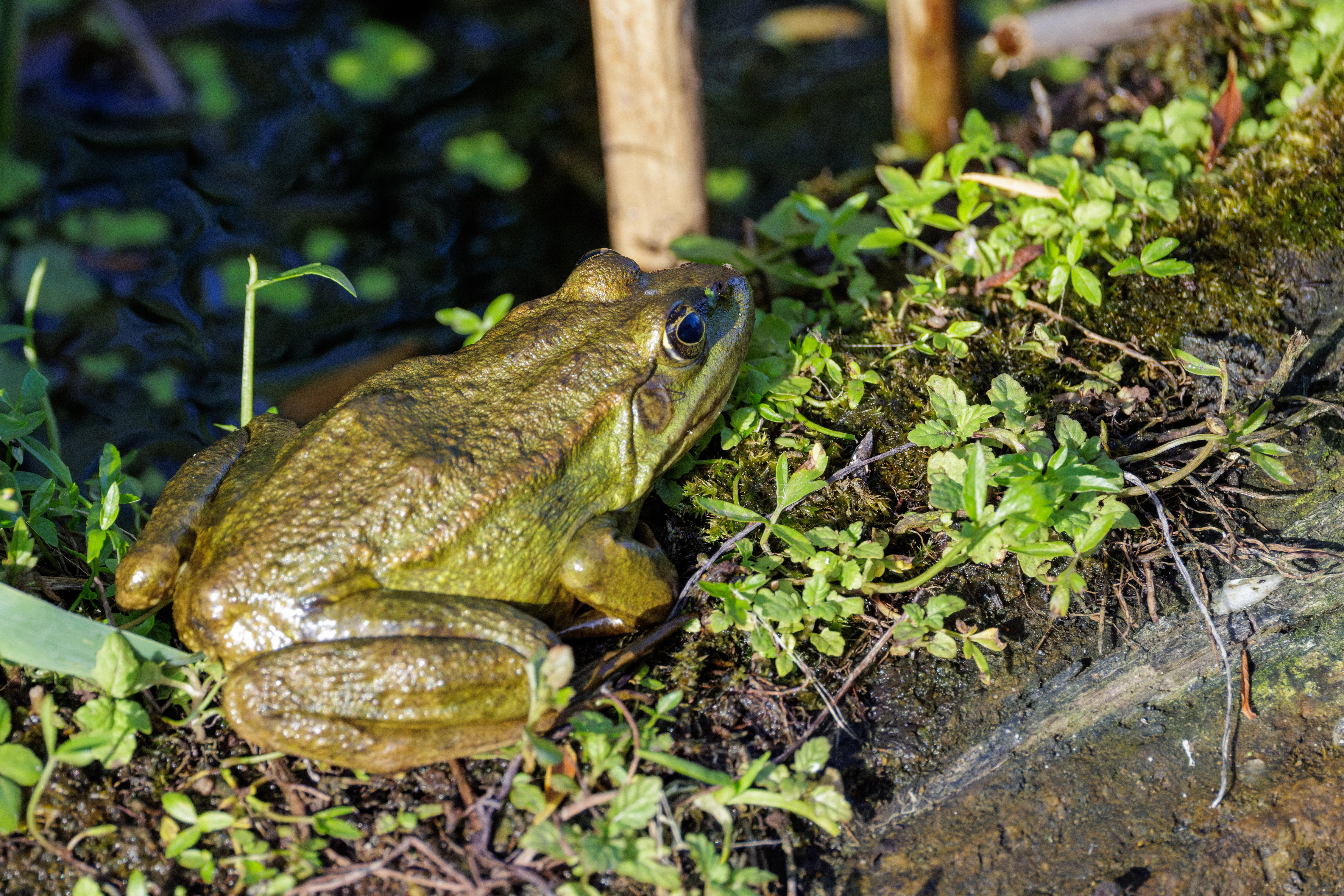 Frog, Danube Delta, Romania — photo by Orlando Prugel-Bennett