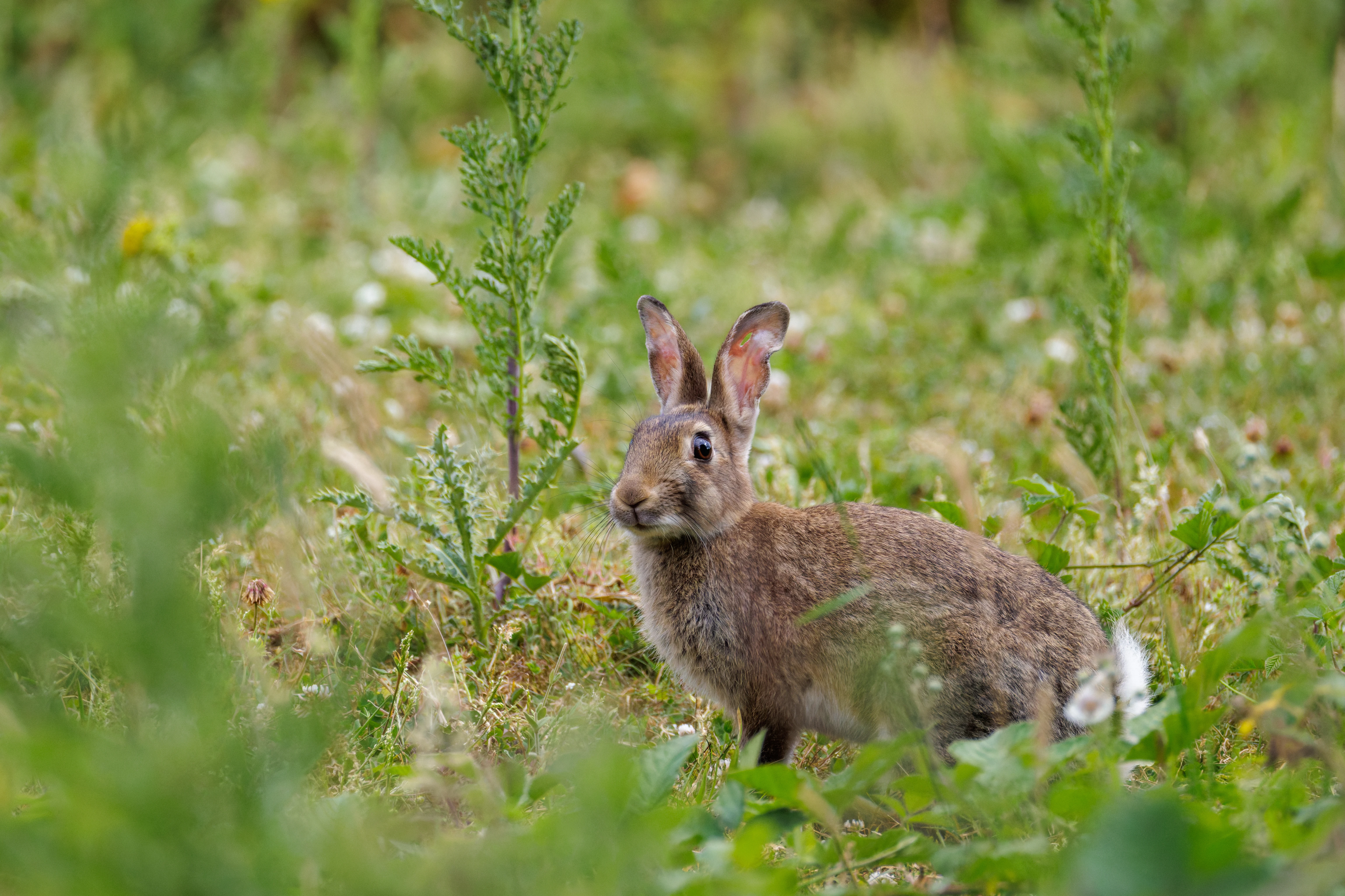 European Rabbit, Knepp, West Sussex, UK — photo by Orlando Prugel-Bennett
