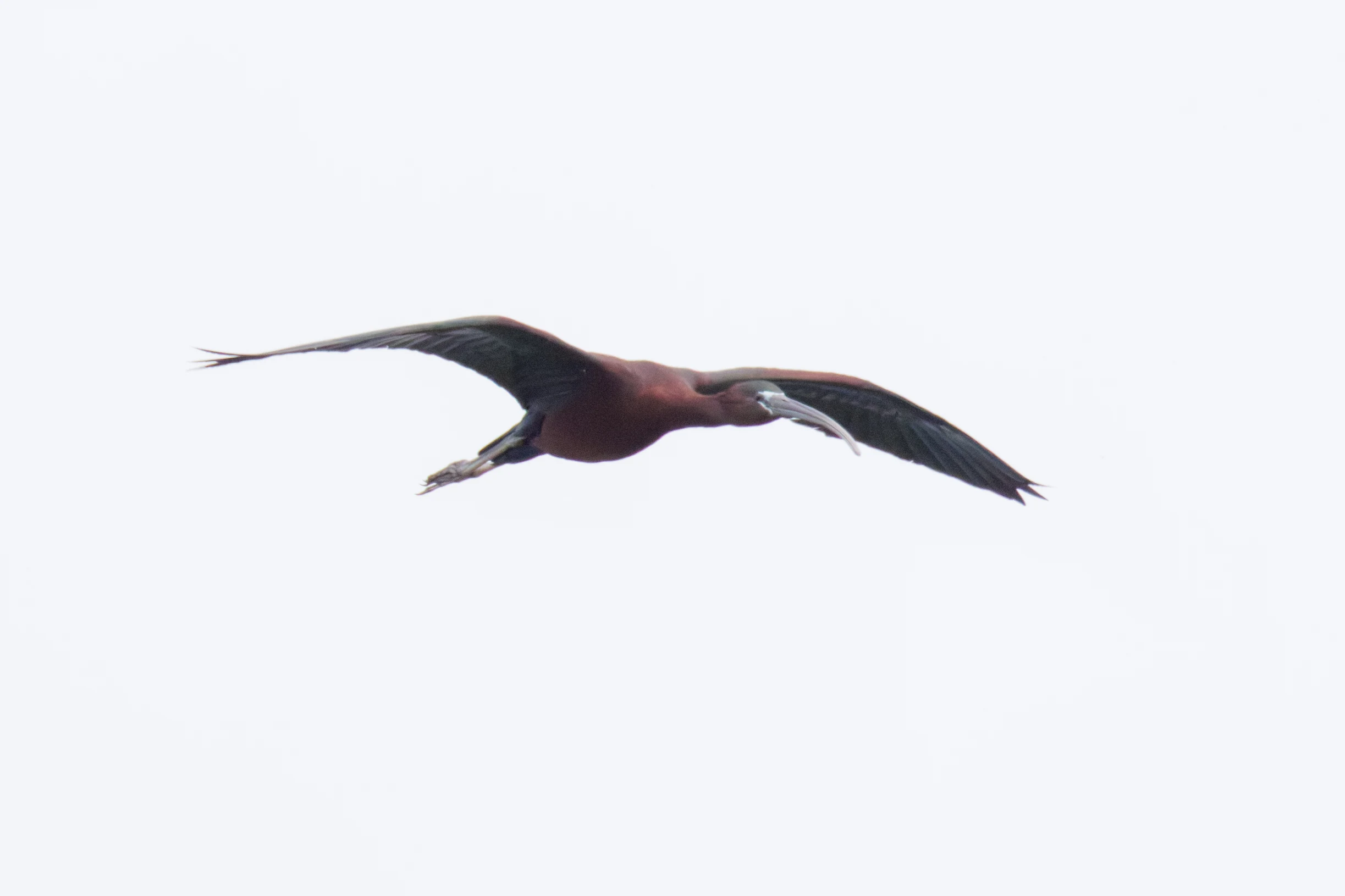 Glossy Ibis, Romania — photo by Orlando Prugel-Bennett