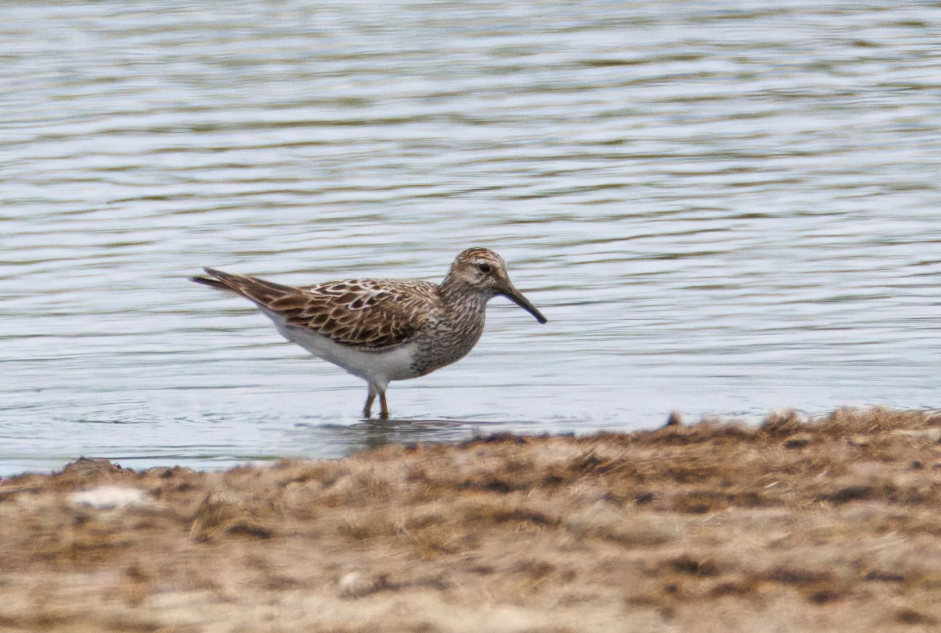 Pectoral Sandpiper, Farlington Marshes, Portsmouth, Hampshire, UK — photo by Orlando Prugel-Bennett