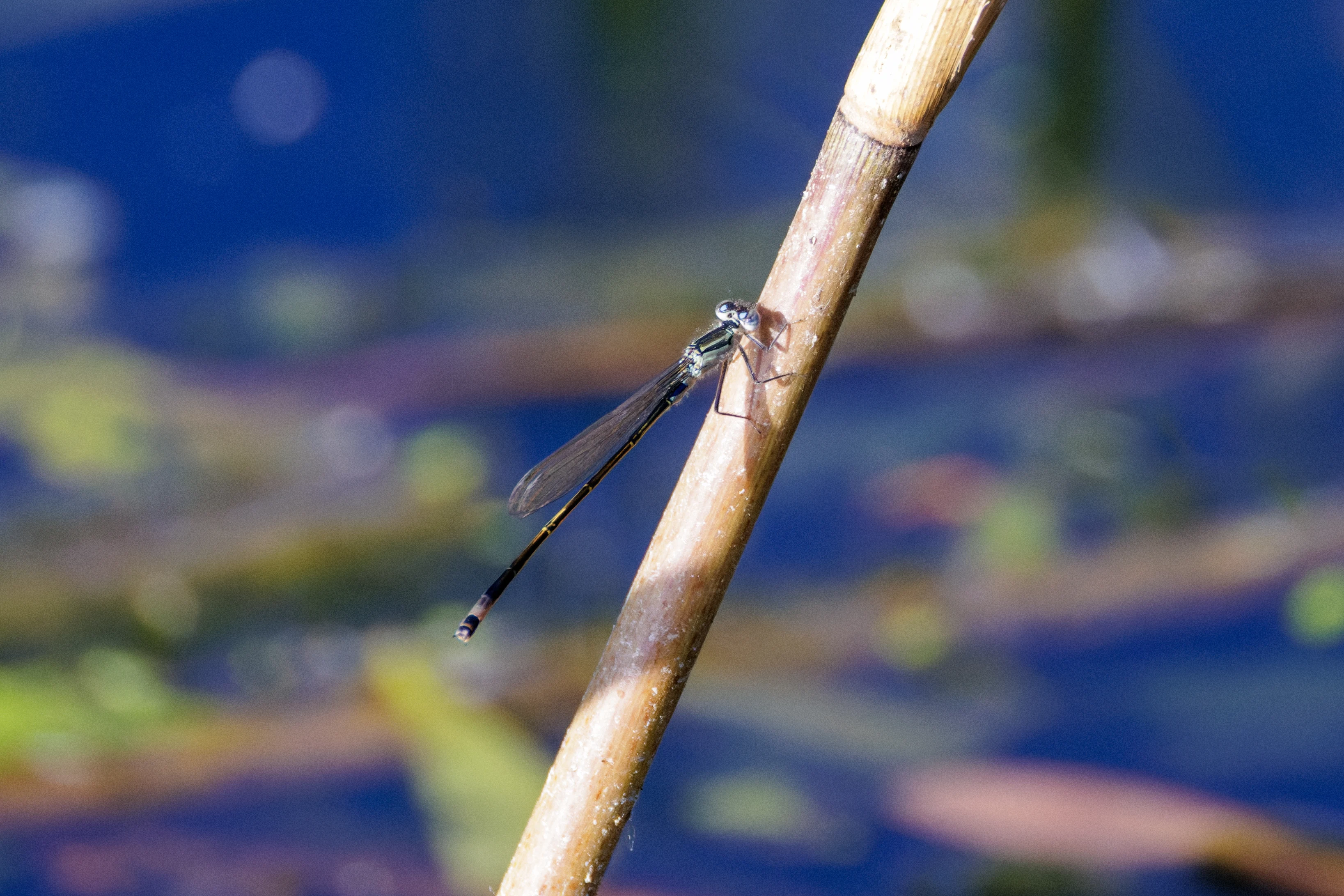 Damselfly, Danube Delta, Romania — photo by Orlando Prugel-Bennett