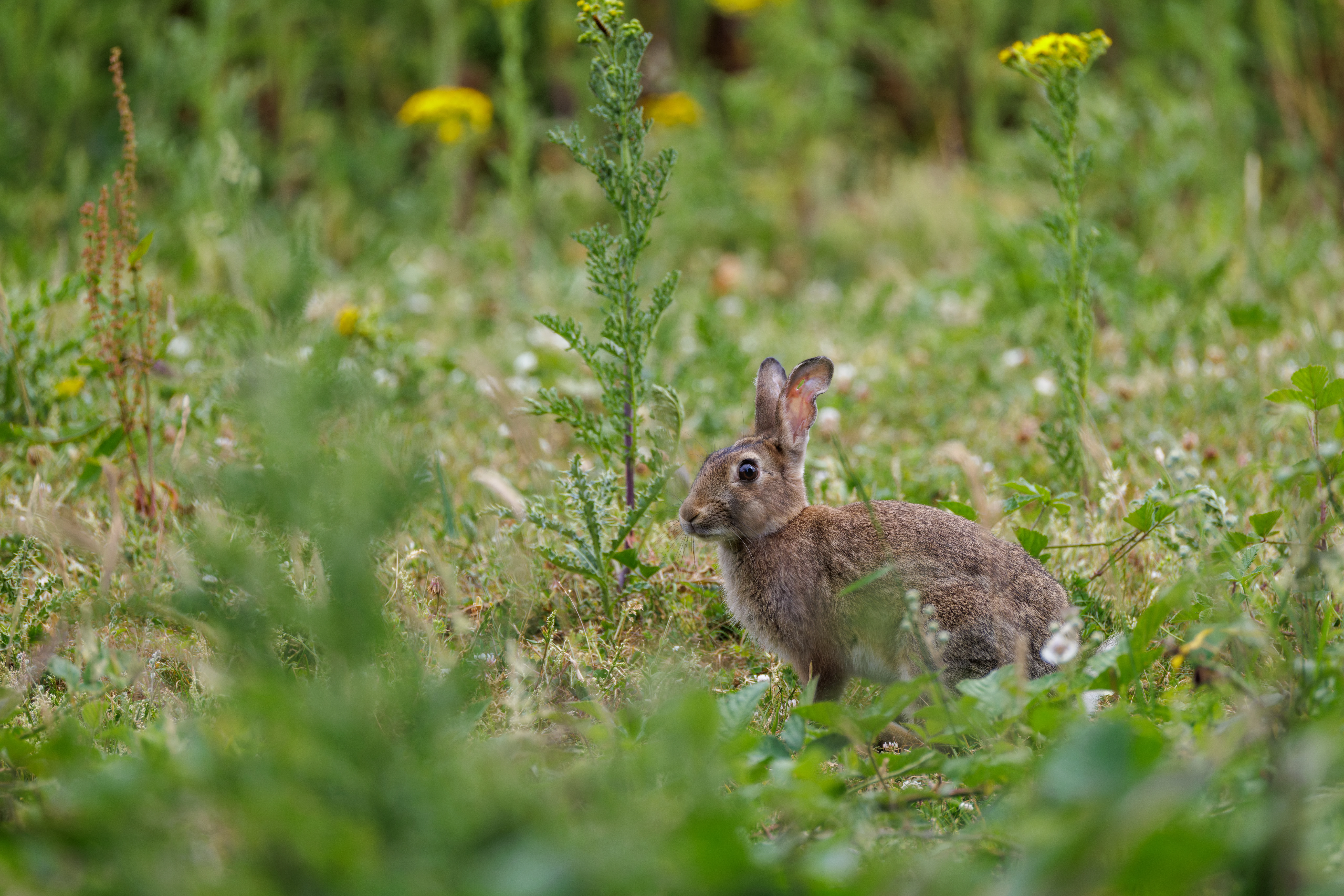 European Rabbit, Knepp, West Sussex, UK — photo by Orlando Prugel-Bennett