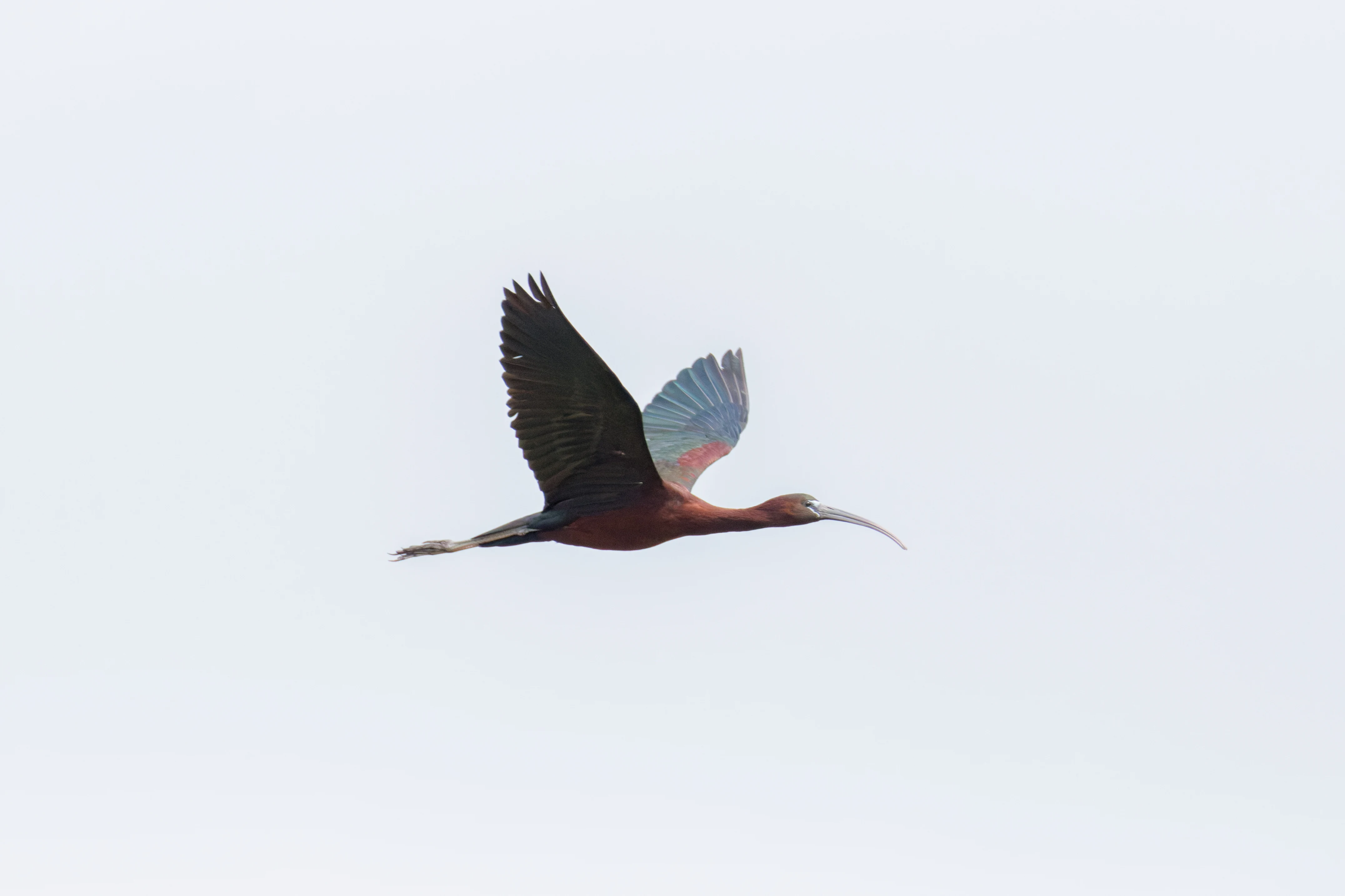 Glossy Ibis, Romania — photo by Orlando Prugel-Bennett