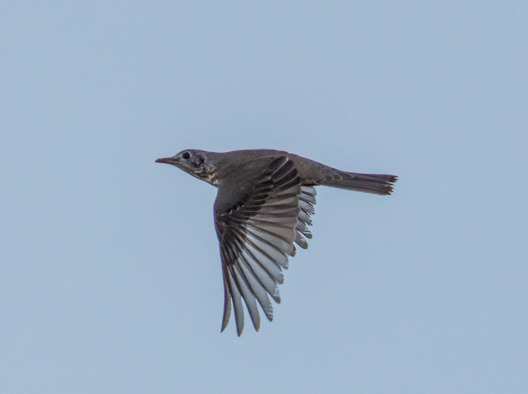 Song Thrush, Maigmo, Alicante, Spain — photo by Orlando Prugel-Bennett