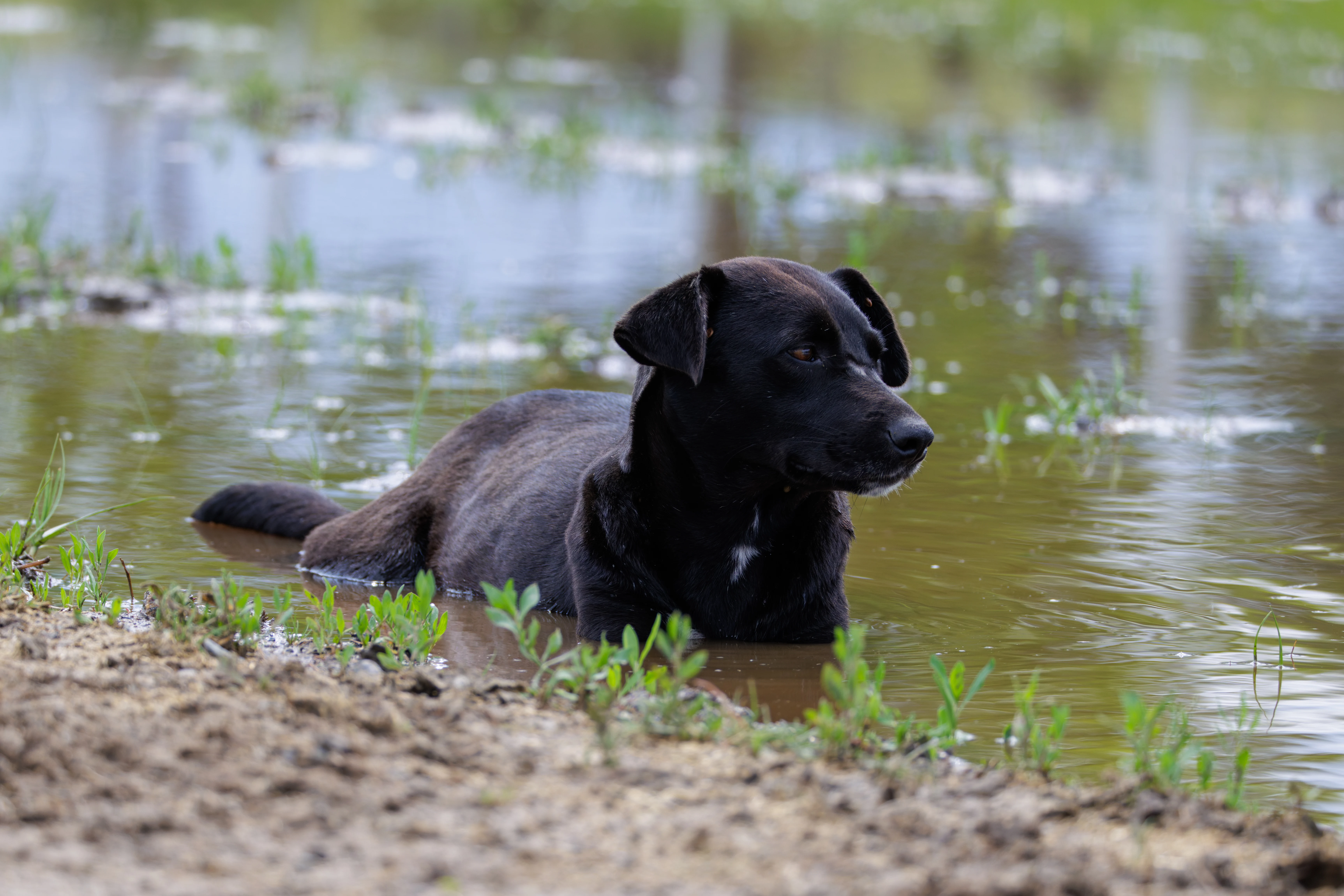 Dog, Romania — photo by Orlando Prugel-Bennett