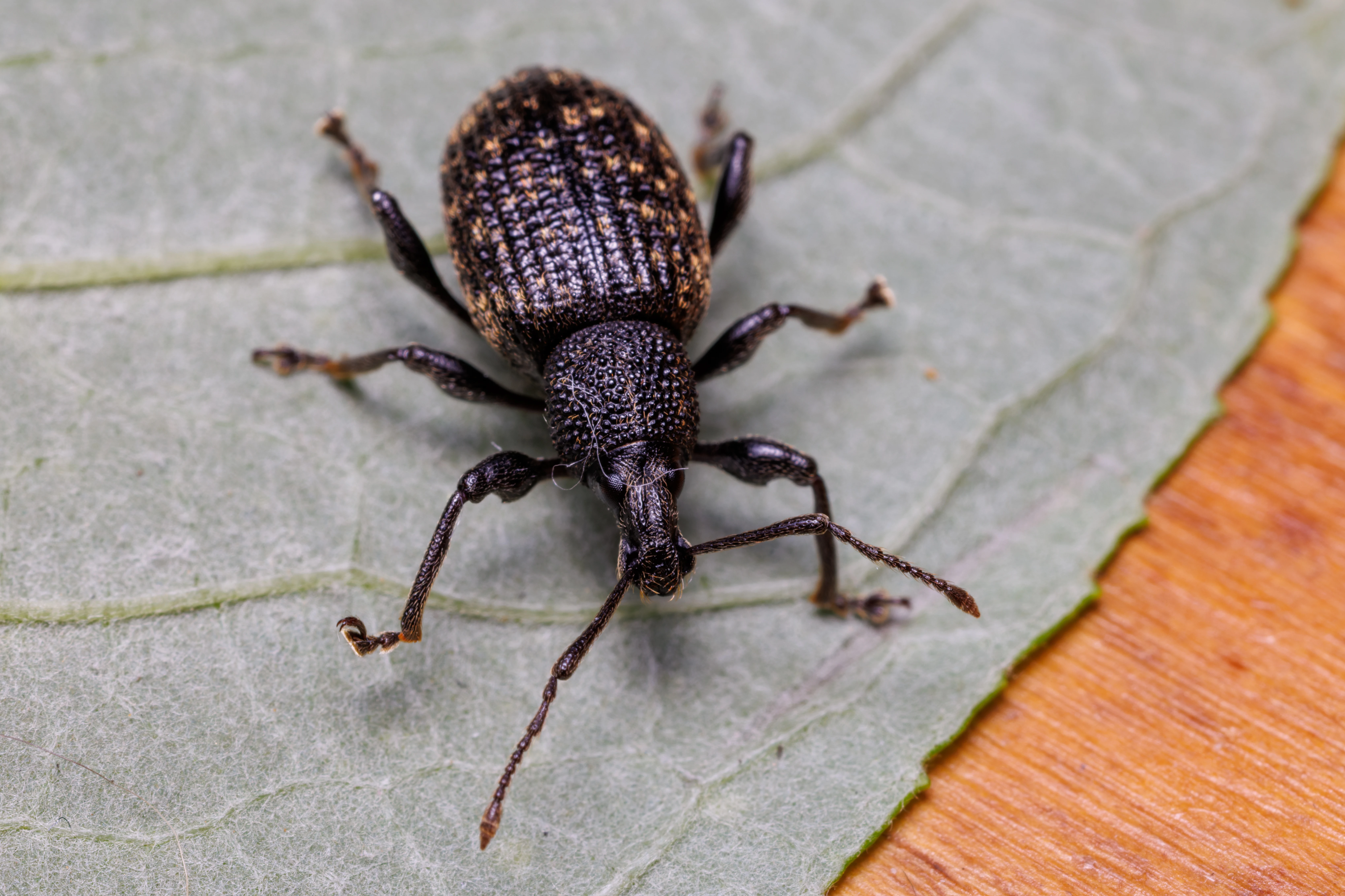 Vine Weevil, Eling, Hampshire, UK — photo by Orlando Prugel-Bennett