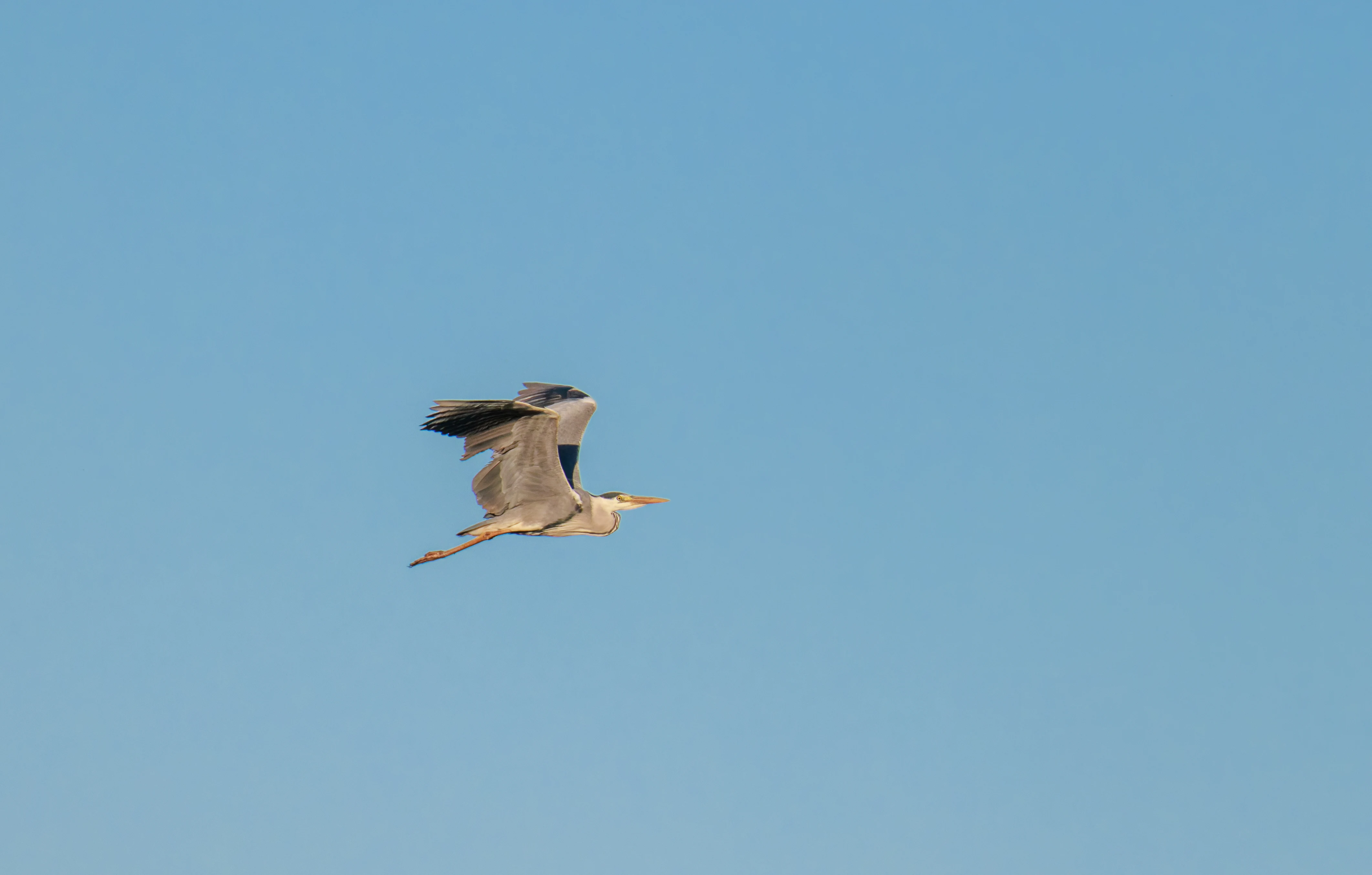 Grey Heron in flight, Pig Bush, Hampshire, UK — photo by Orlando Prugel-Bennett