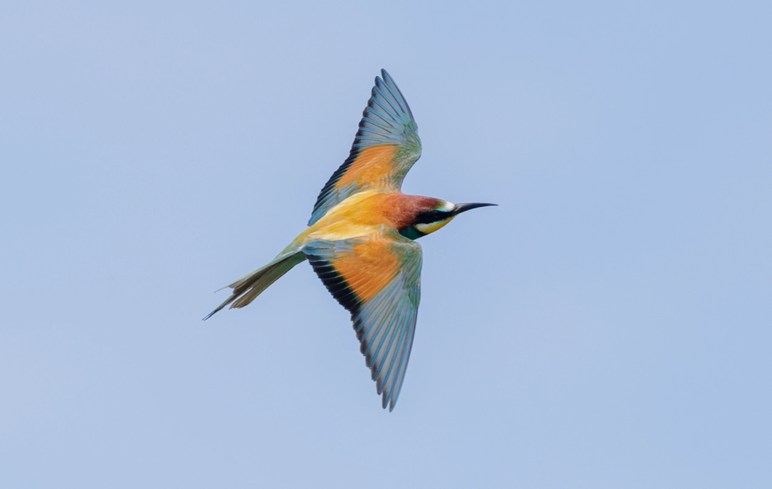 European Bee-eater, Danube Delta, Romania — photo by Orlando Prugel-Bennett