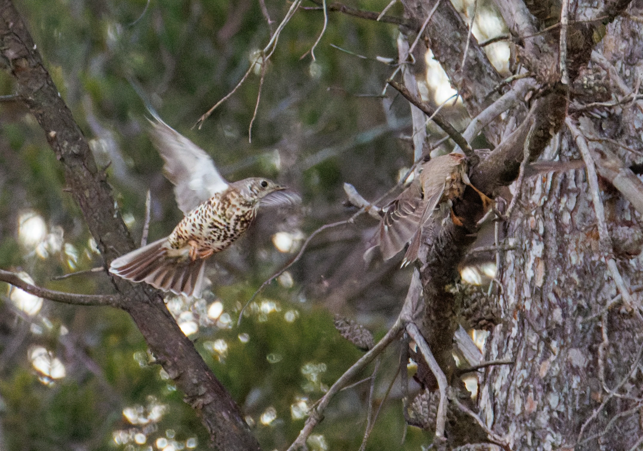 Song Thrushes, Maigmo, Alicante, Spain — photo by Orlando Prugel-Bennett