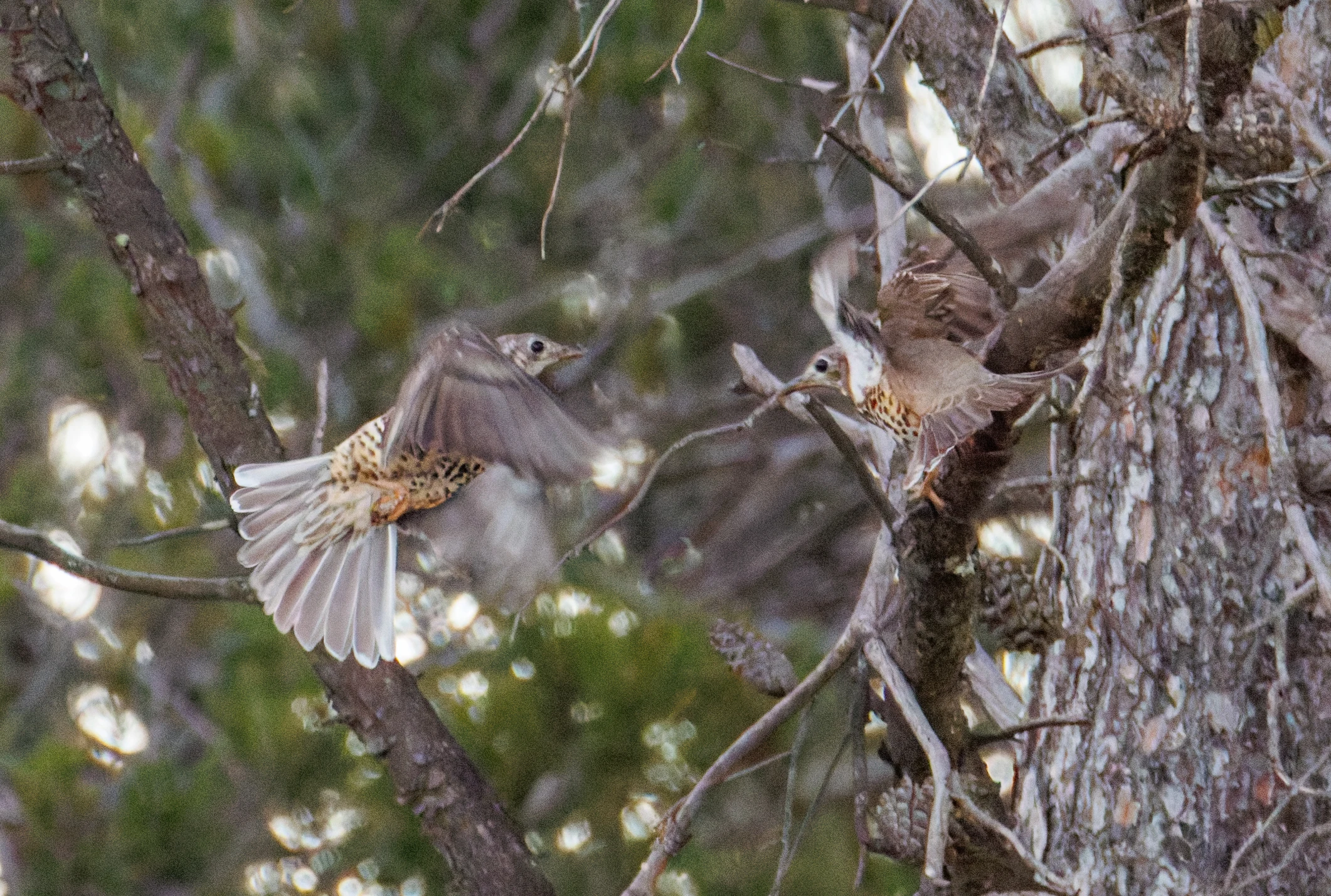 Song Thrushes, Maigmo, Alicante, Spain — photo by Orlando Prugel-Bennett