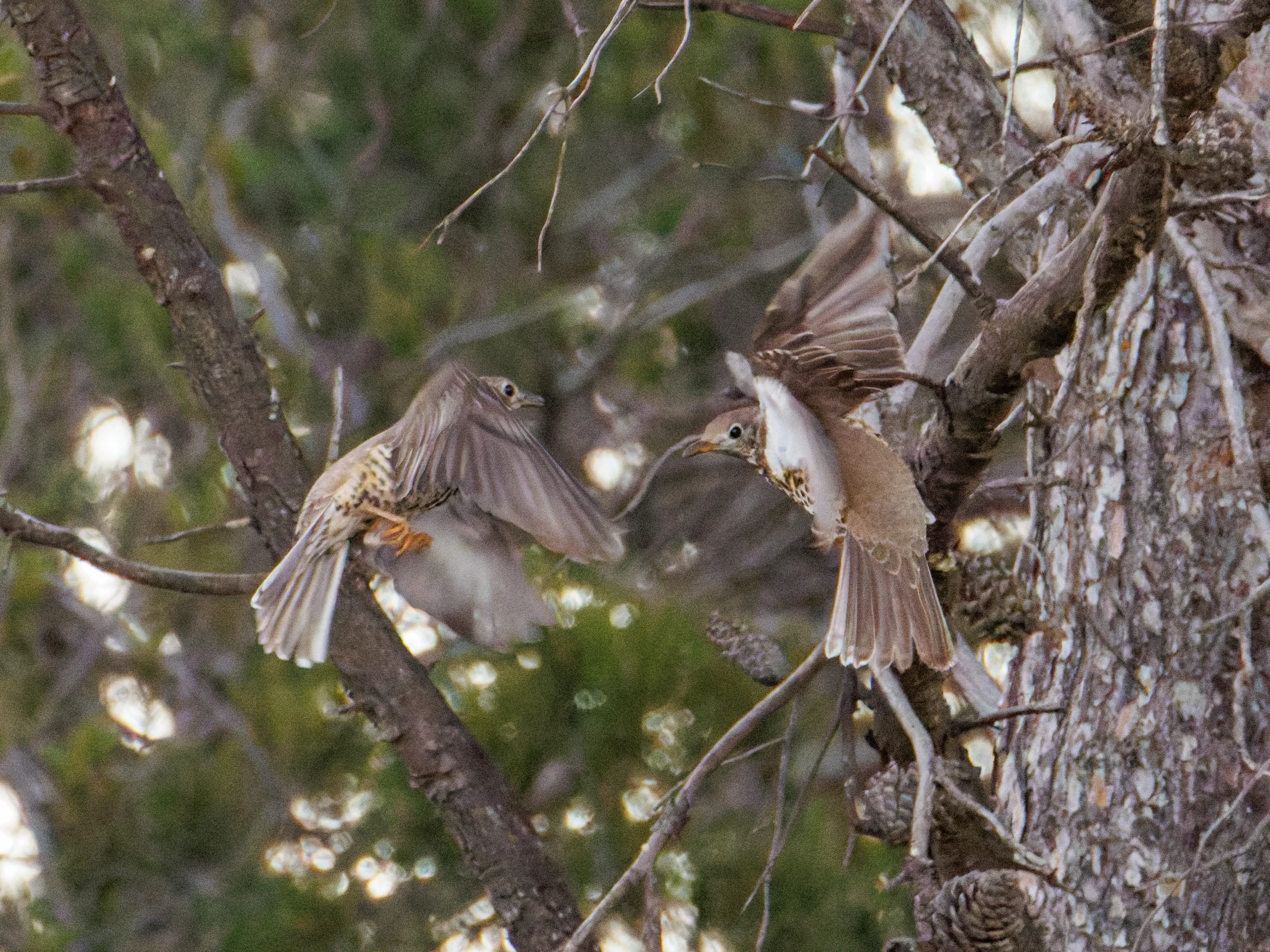 Song Thrushes, Maigmo, Alicante, Spain — photo by Orlando Prugel-Bennett
