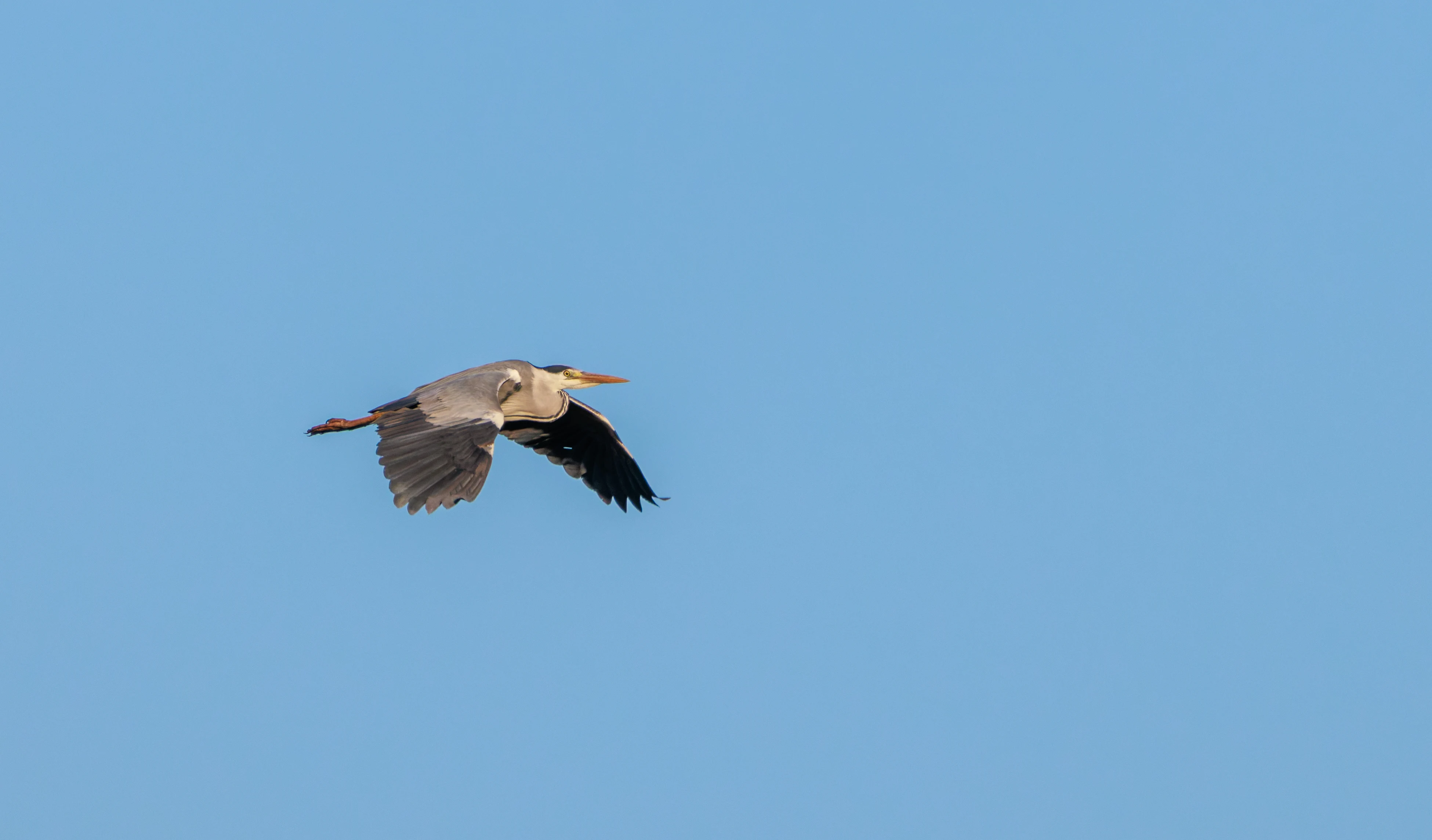 Grey Heron in flight, Pig Bush, Hampshire, UK — photo by Orlando Prugel-Bennett