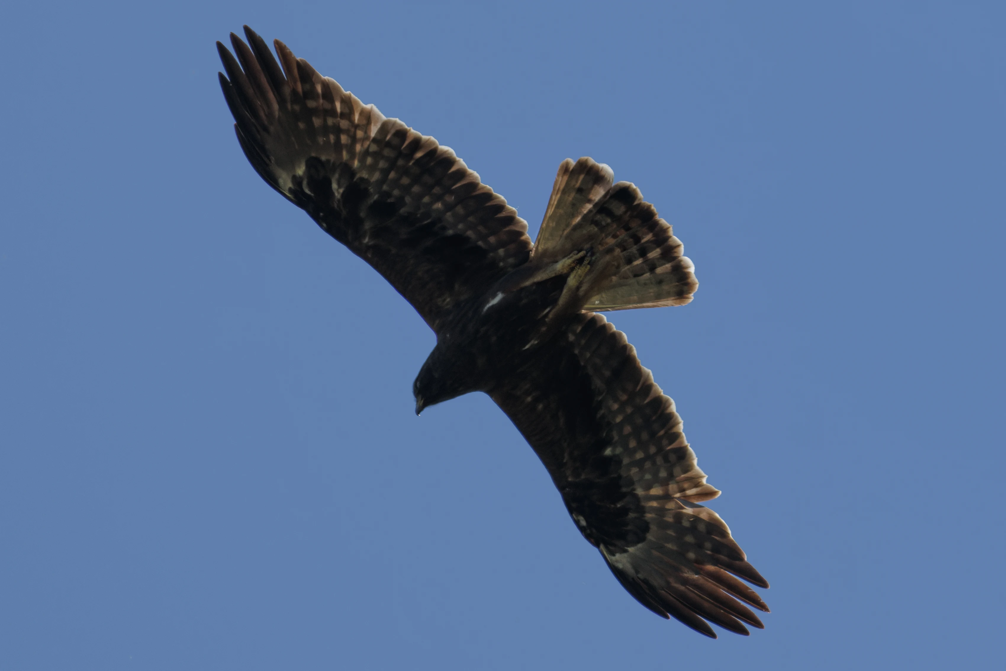 Booted Eagle (dark morph), Romanian Steppe, Romania — photo by Orlando Prugel-Bennett
