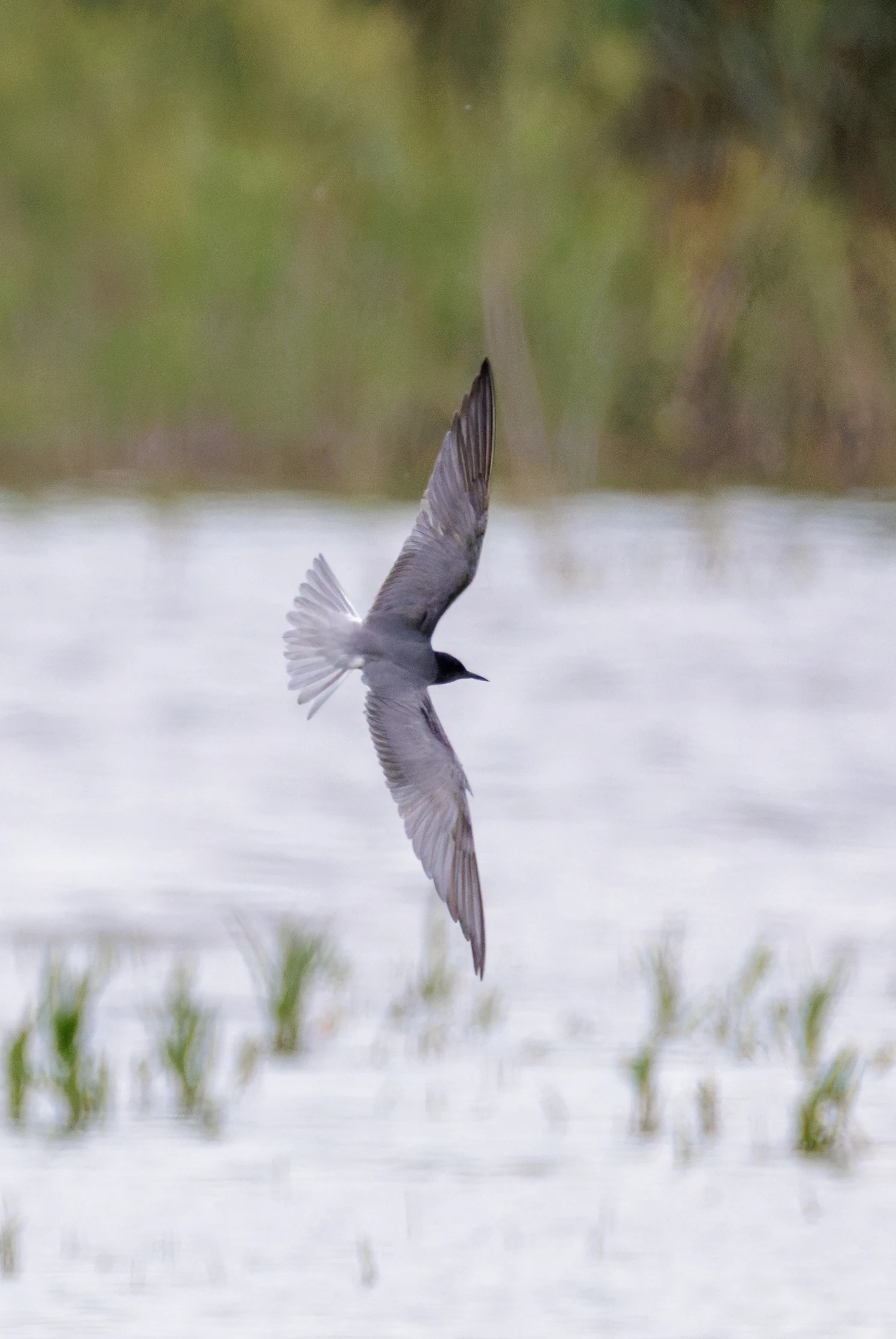 Black Tern, Romania — photo by Orlando Prugel-Bennett