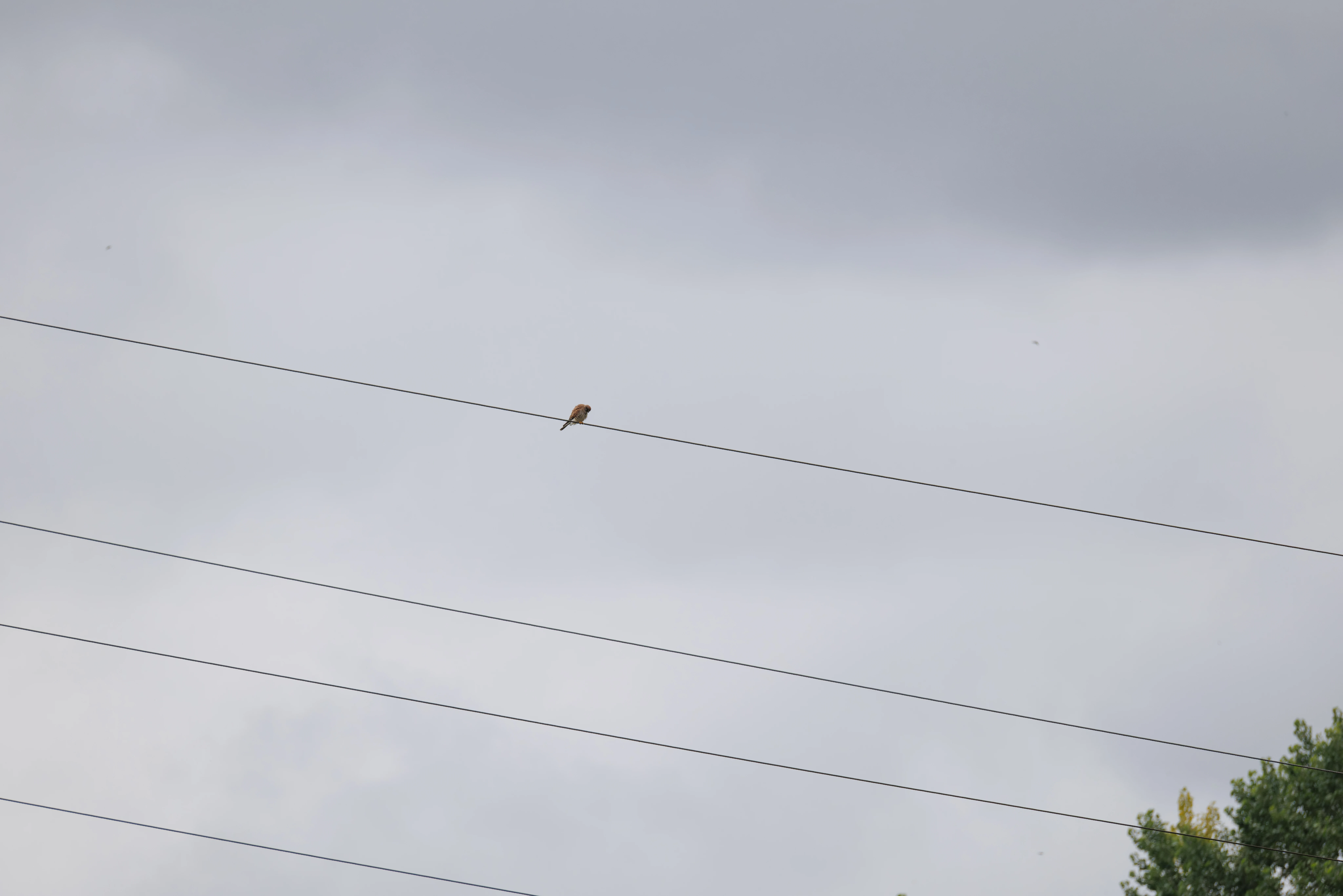 Common Kestrel, Fishlake Meadows, Romsey, Hampshire, UK — photo by Orlando Prugel-Bennett