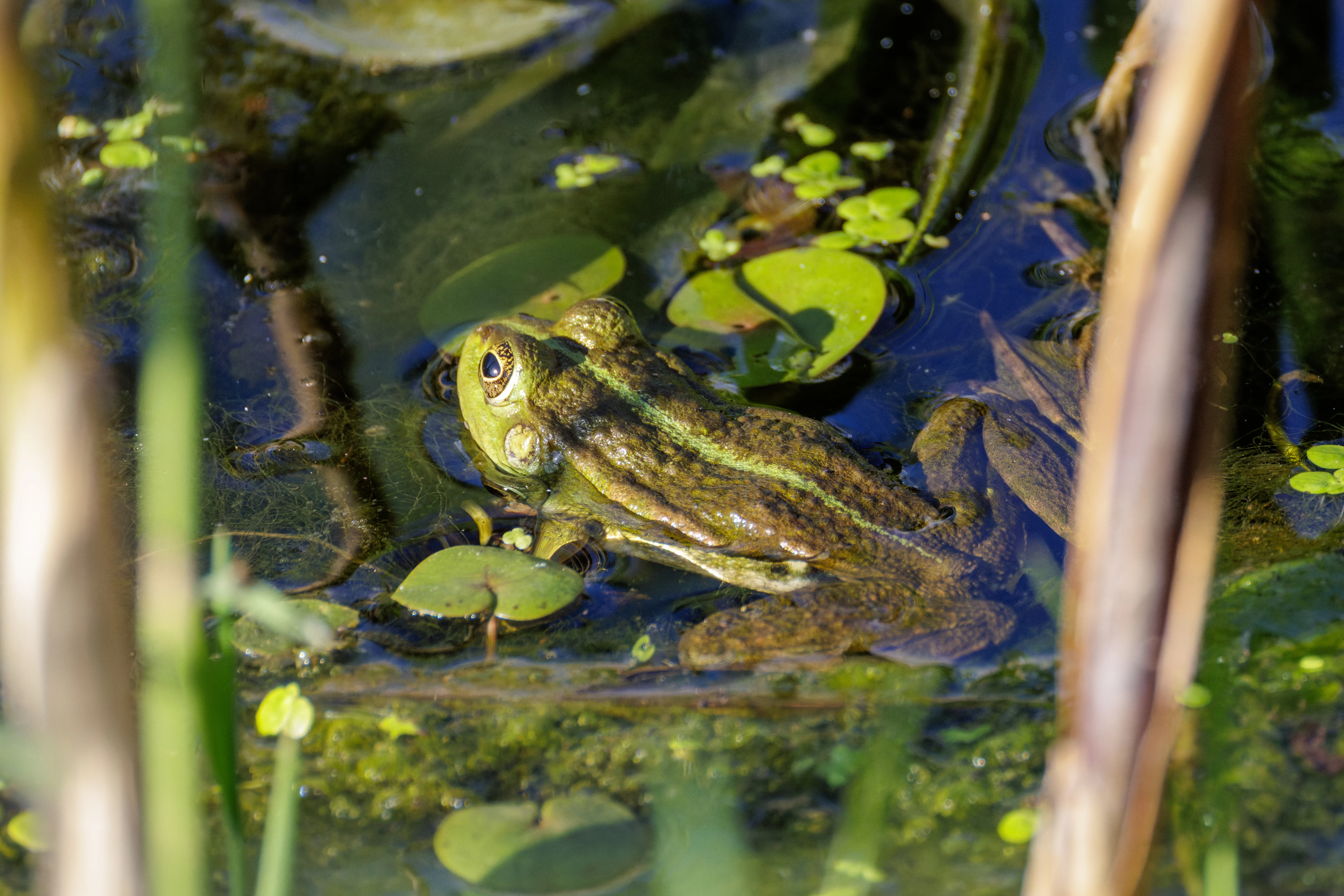 Frog, Danube Delta, Romania — photo by Orlando Prugel-Bennett